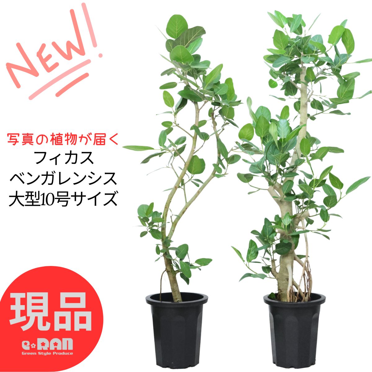 楽天市場】エントリーP10倍！フィカス ベンガレンシス 観葉植物 大型