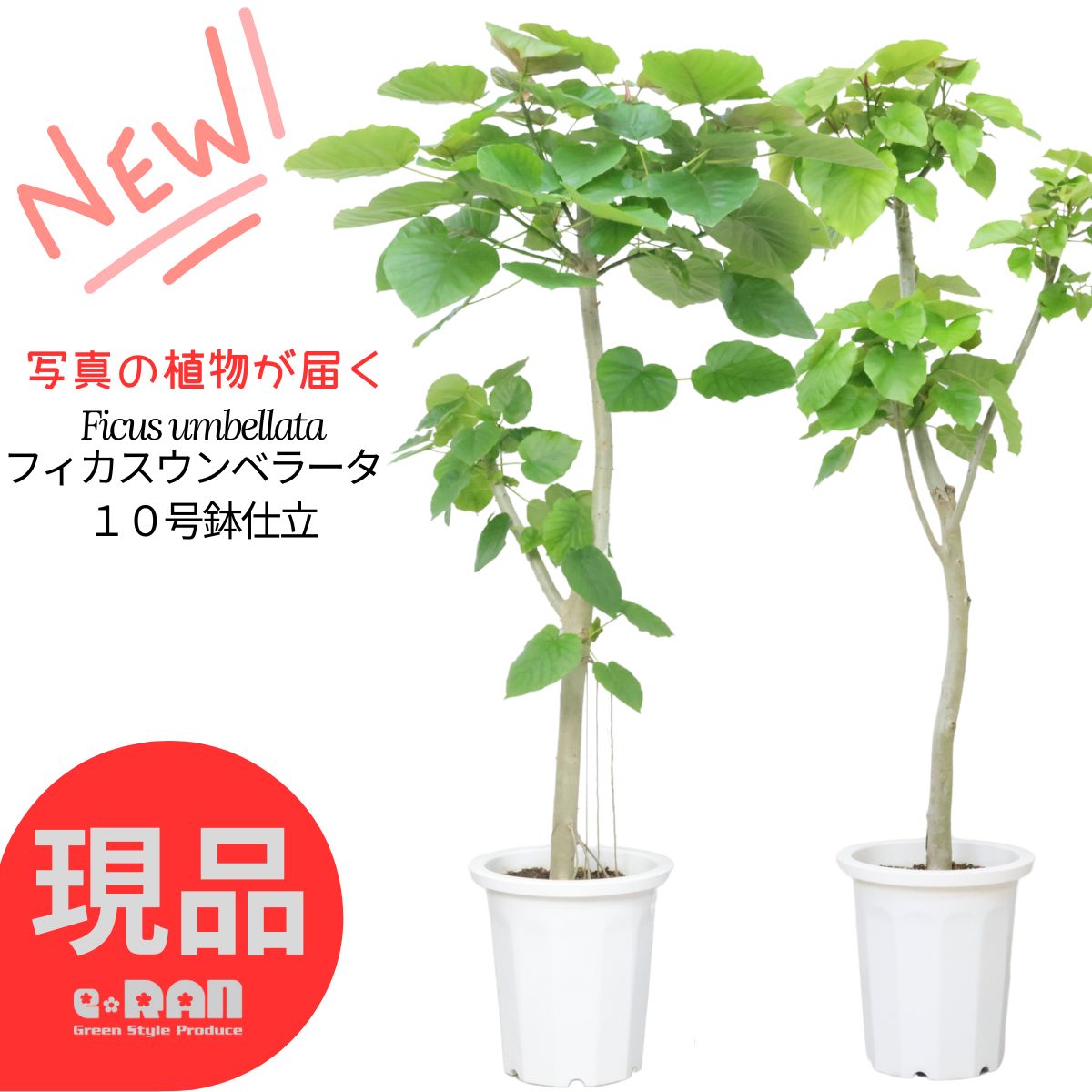 観葉草木の虫打つ手