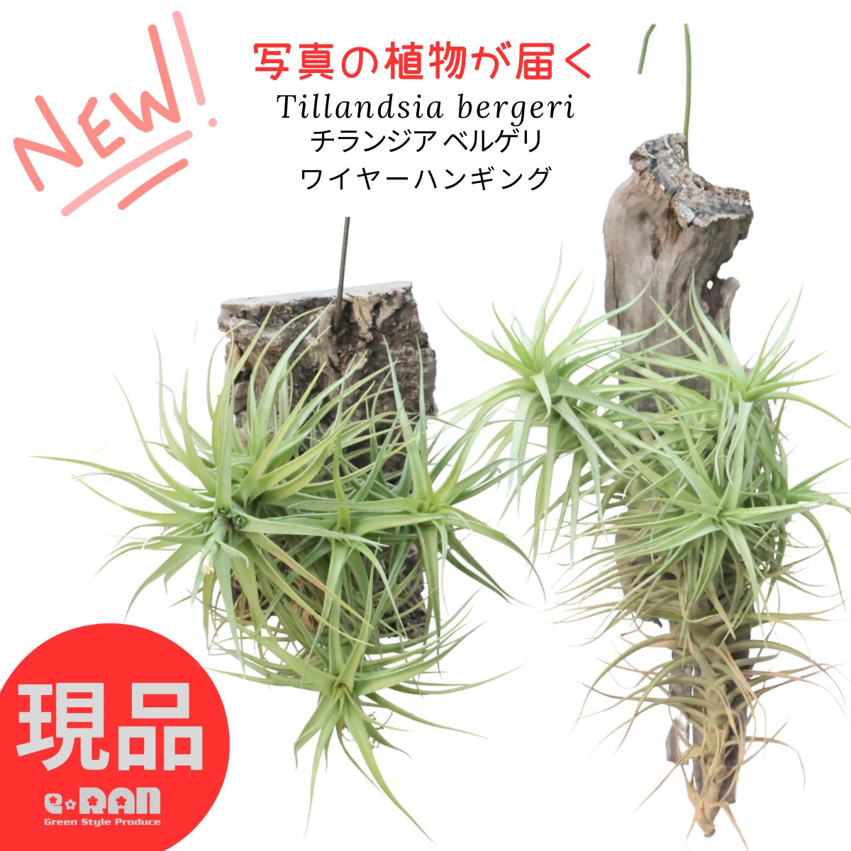 楽天市場】観葉植物 希少シダ ピロシア ロンギフォリア 4号吊り