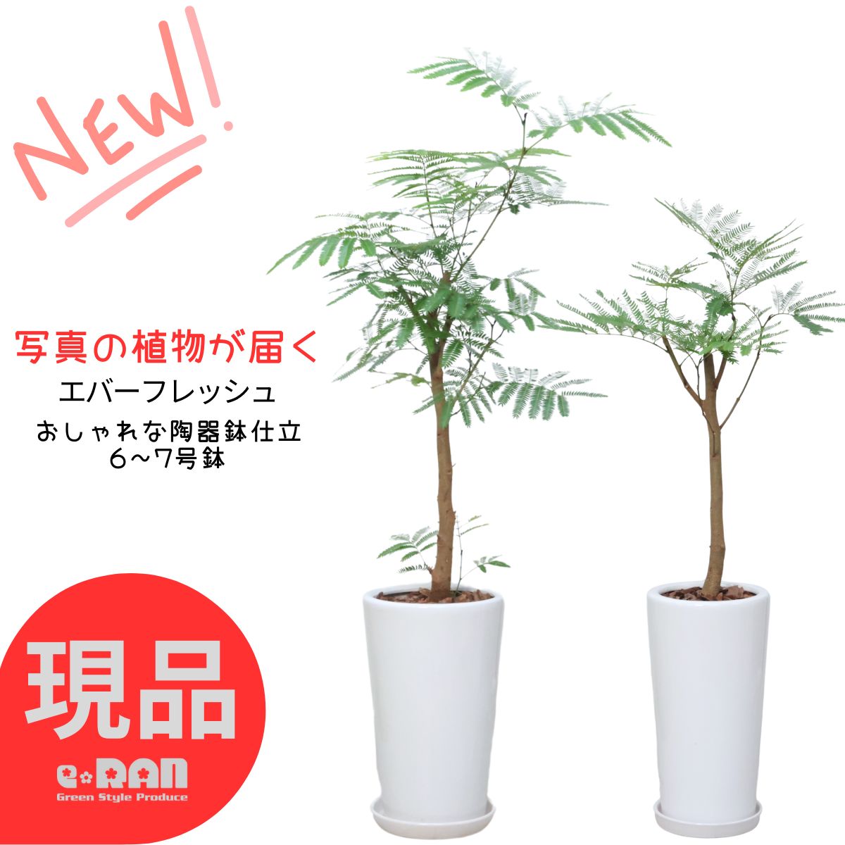 楽天市場】☆希少☆【エバーフレッシュS字カーブ 8号鉢（鉢底