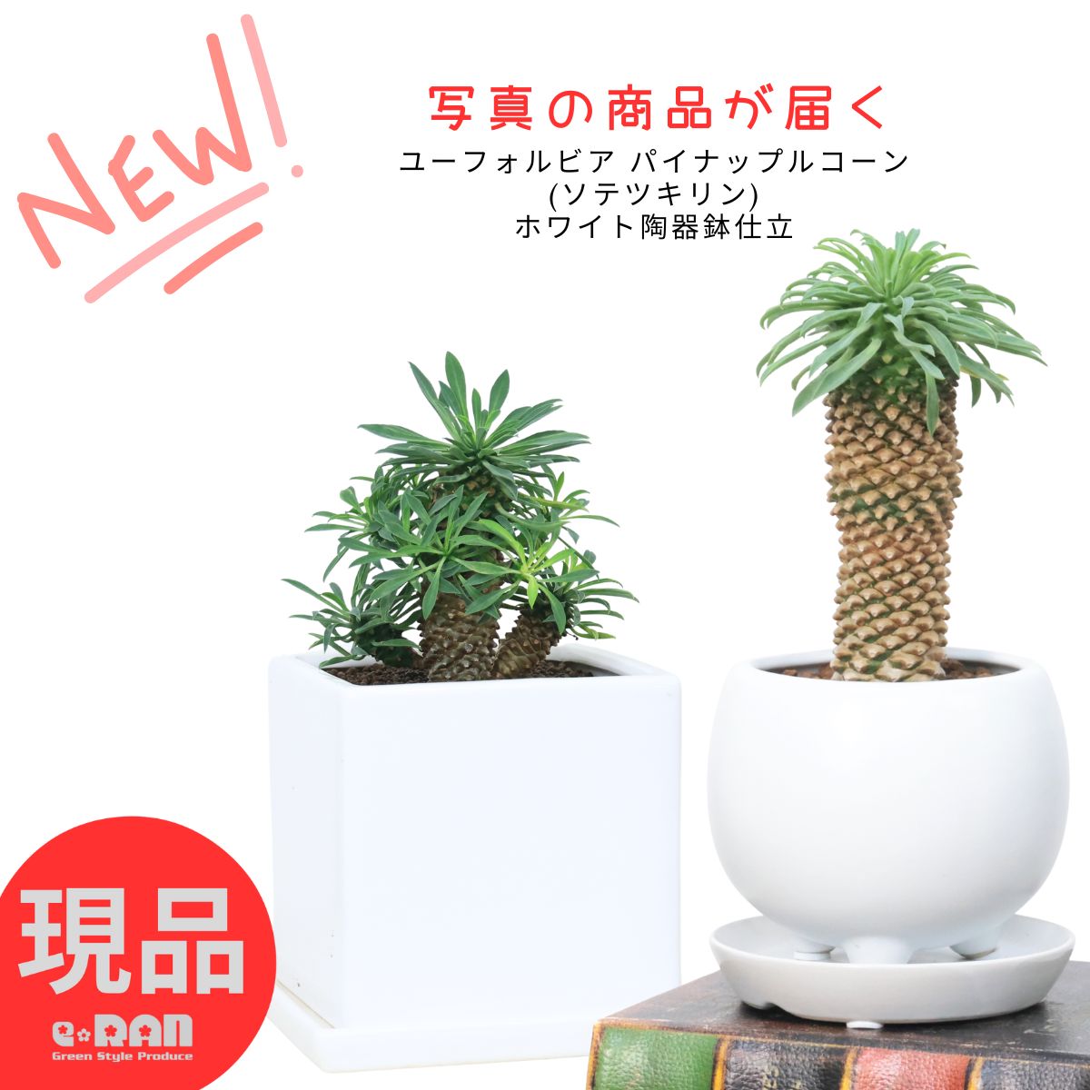 【現品】ユーフォルビア・ソテツキリン　6号　白鉢　（3） 楽天市場】【数量限定販売】多肉植物 小鉢 ユーフォルビア