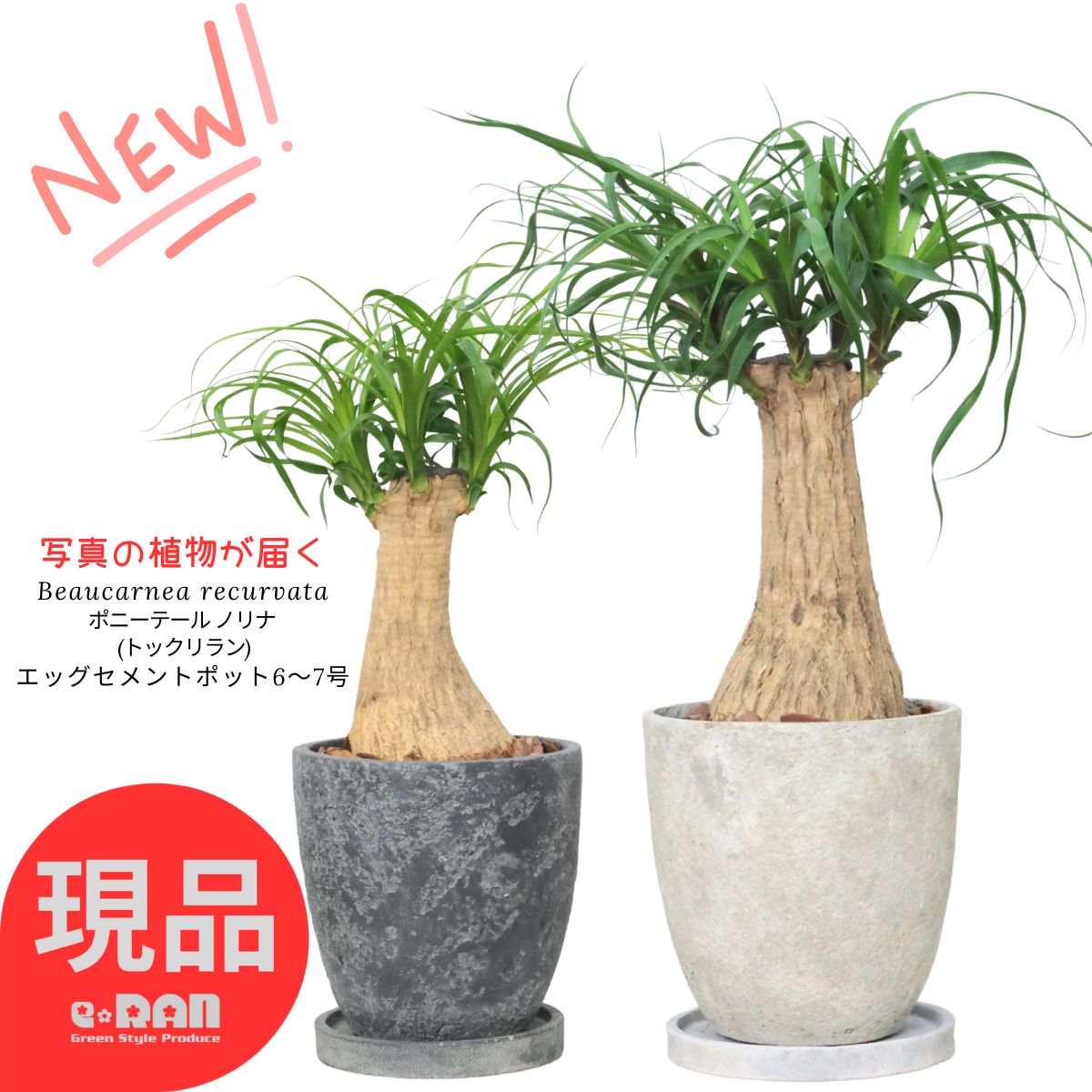 観葉草木の虫打つ手