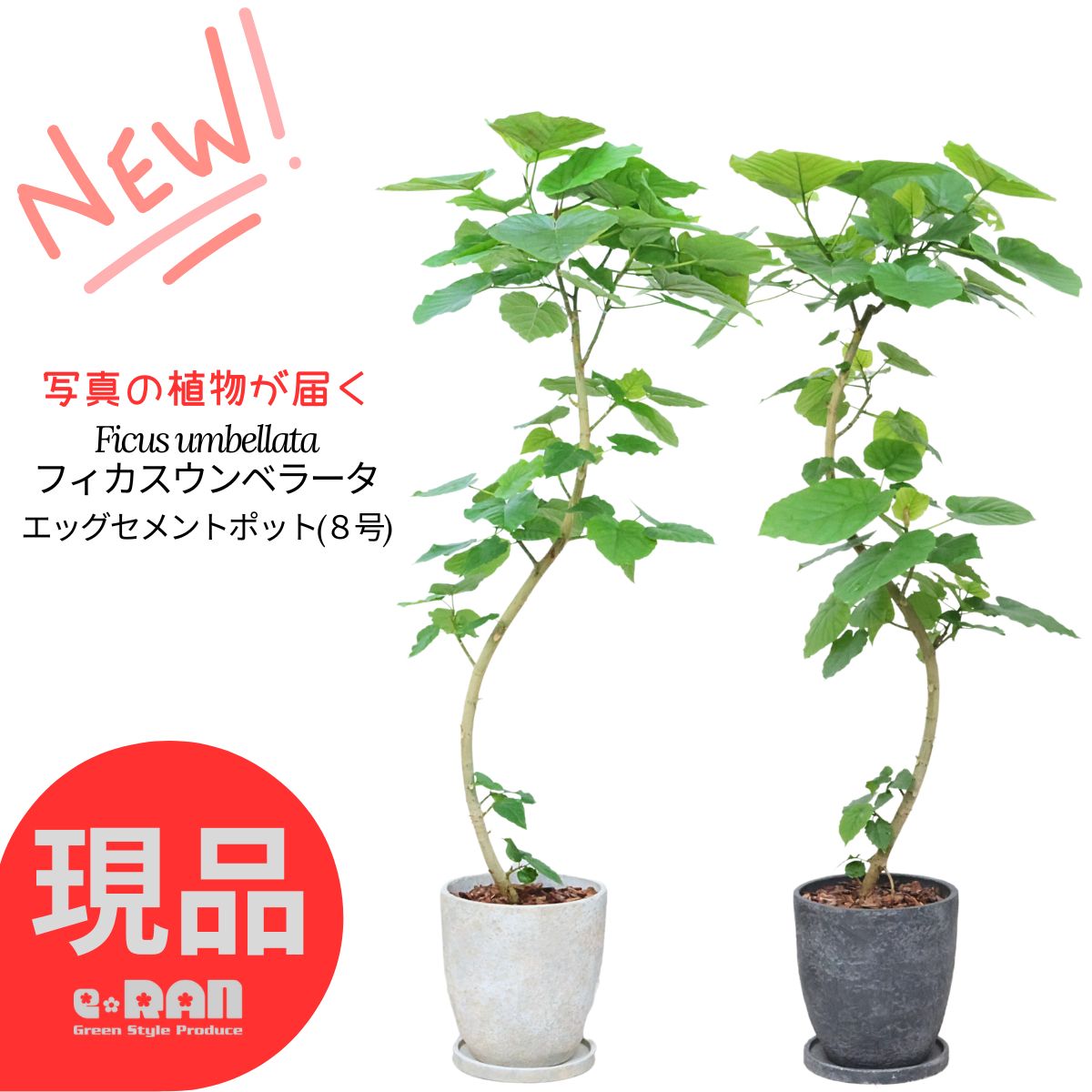 【選べる現品発送】フィカス ウンベラータ 8号サイズ エッグセメントポット高さ130～150cm 曲がり樹形 S字樹形 観葉植物 大型 ゴムの木 シンボルツリー 人気 ゴムノキ おしゃれ お祝い お中元 新築祝い 贈り物 鉢植え 育て易い ハート形 父の日