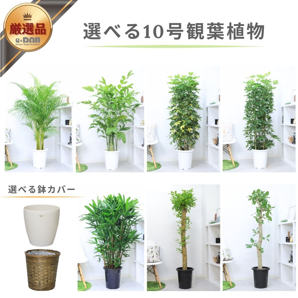 観葉草木の虫打つ手