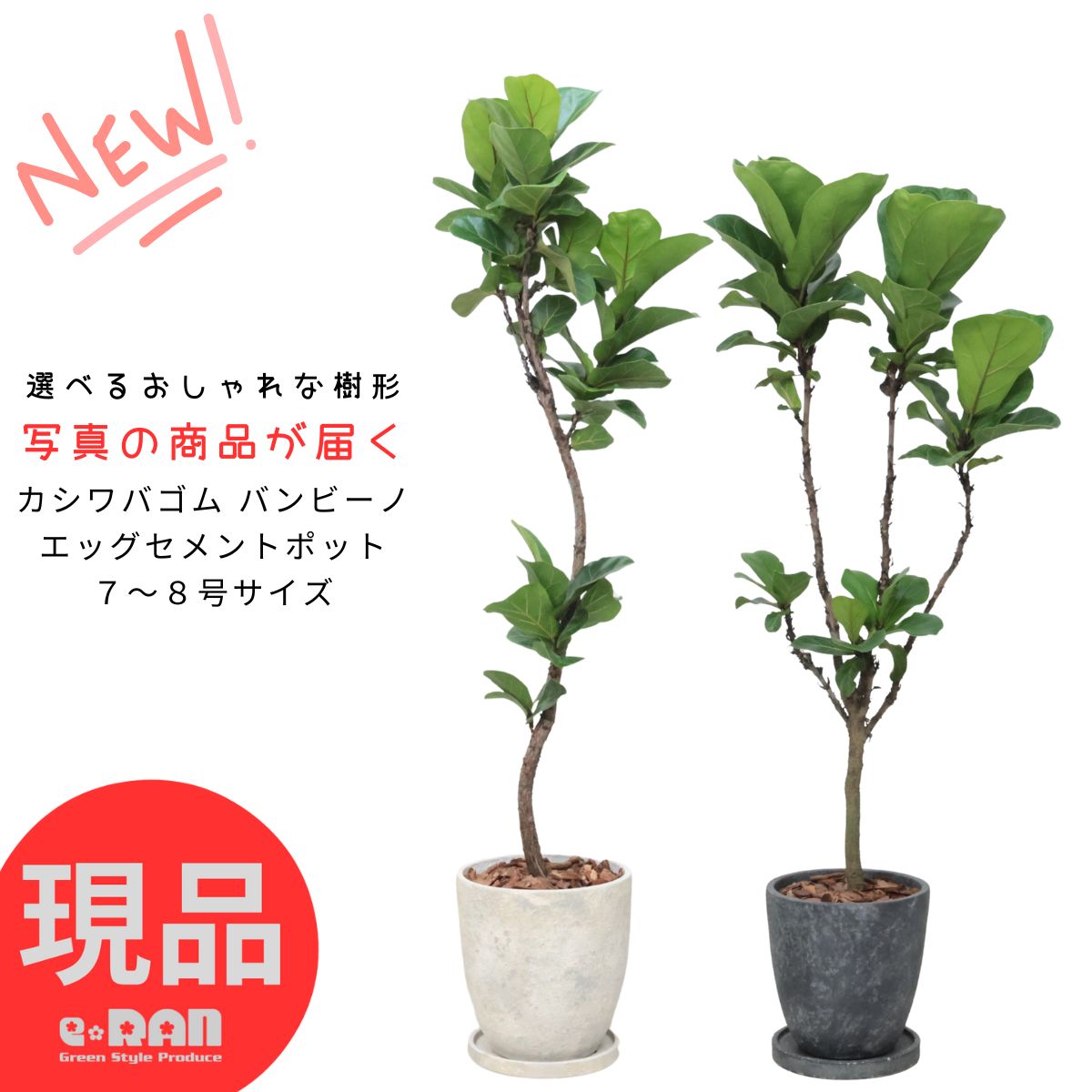 【直接取引限定】キングパーム 約160cm 観葉植物 キングパーム