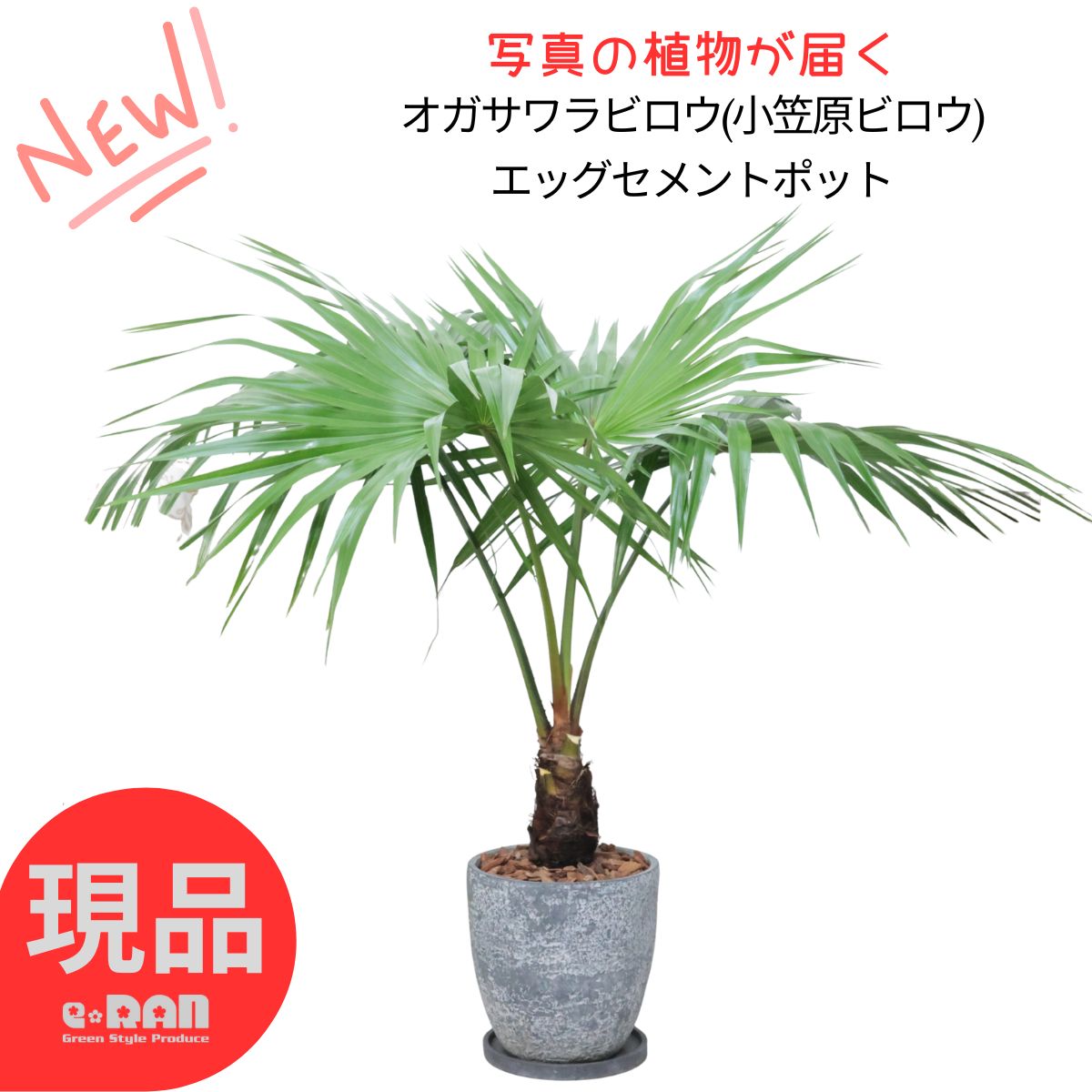 楽天市場】＼ポイント5倍／観葉植物 ヤシ ビスマルキア ノビリス 8号鉢