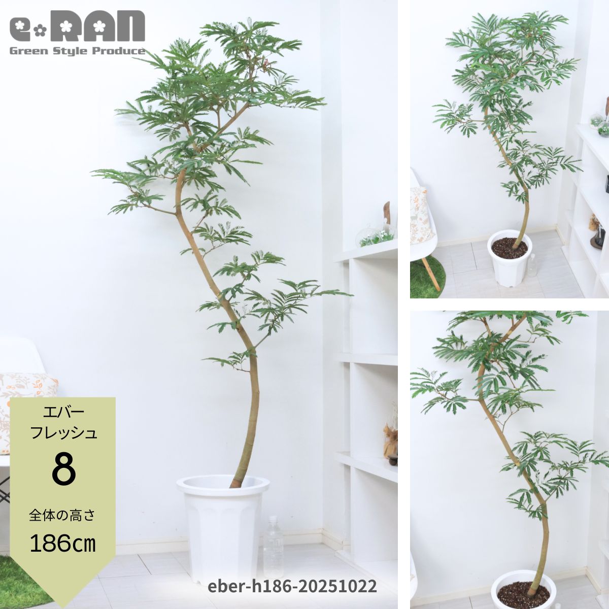 ポイント5倍／【選べる現品発送】エバーフレッシュ 10号鉢 でかい