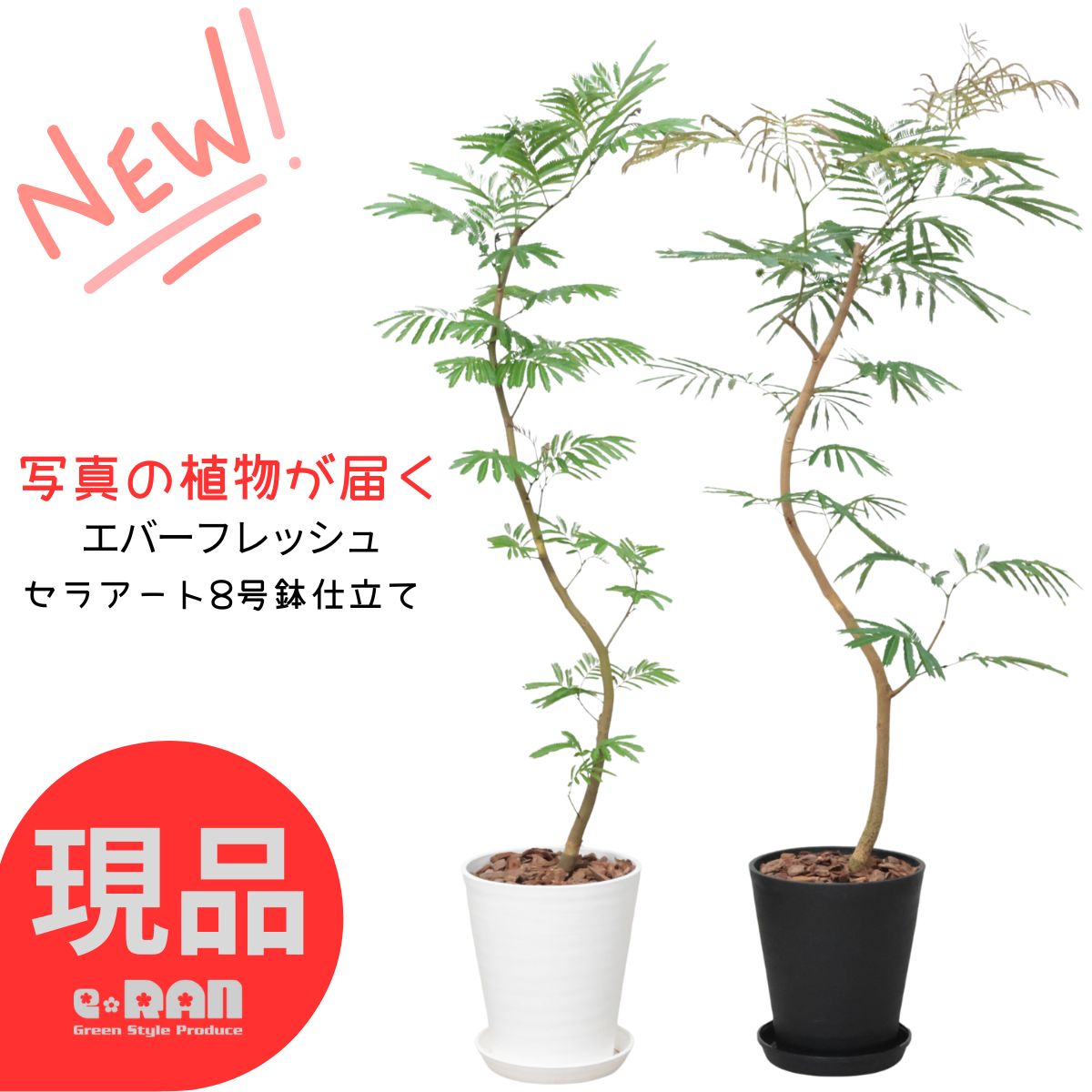 楽天市場】☆希少☆【エバーフレッシュS字カーブ 8号鉢（鉢底より100