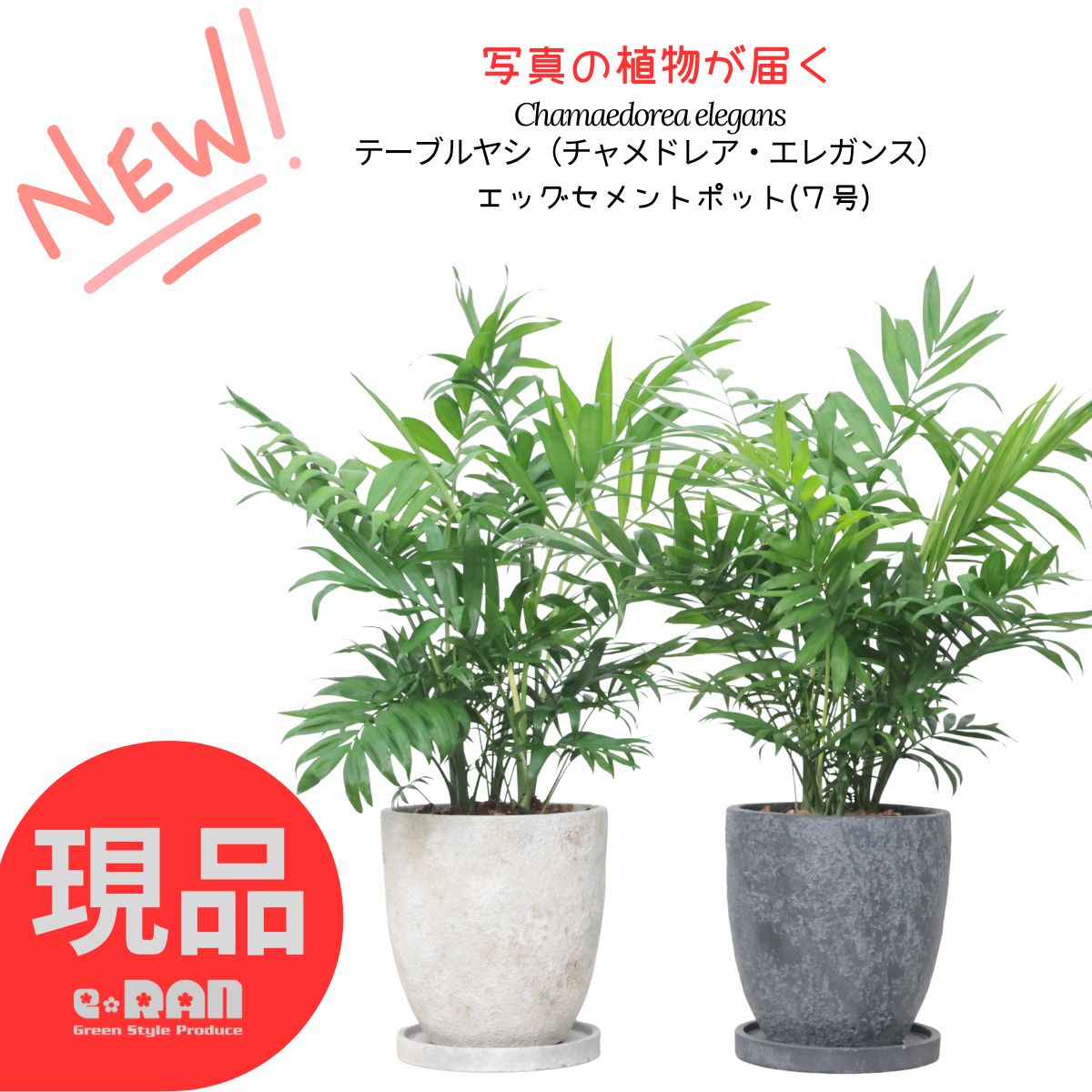 楽天市場】観葉植物 ユスラヤシ キングパーム 7号鉢 高さ約111cm 受皿