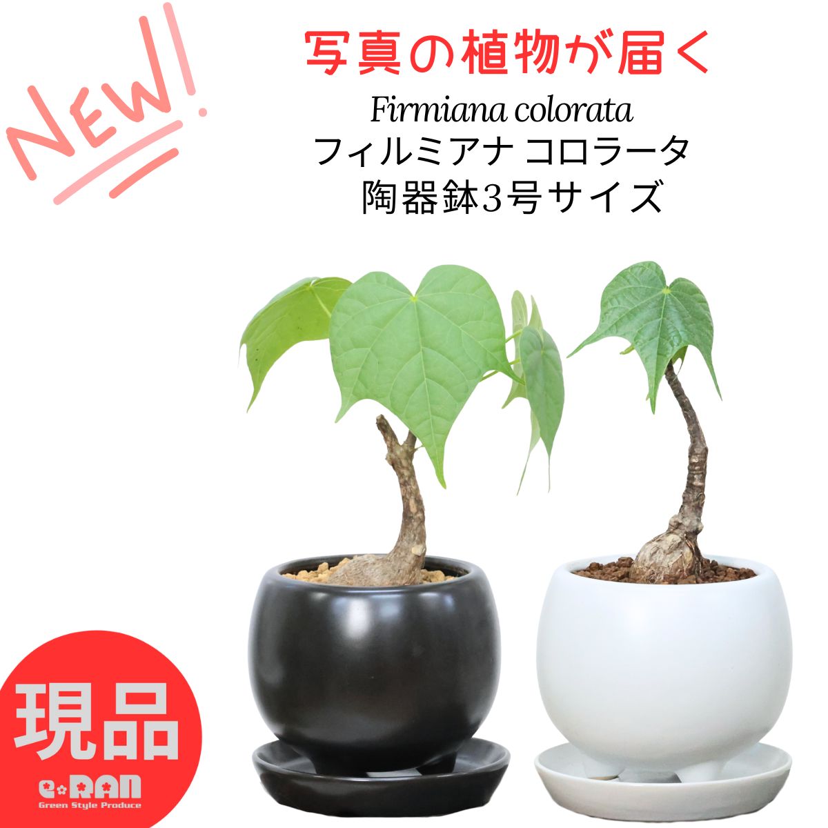 フィルミアナ　コロラータ　大株　maceta鉢 現地球 大株 フィルミアナ コロラータ 大株 maceta鉢 現地球 大株
