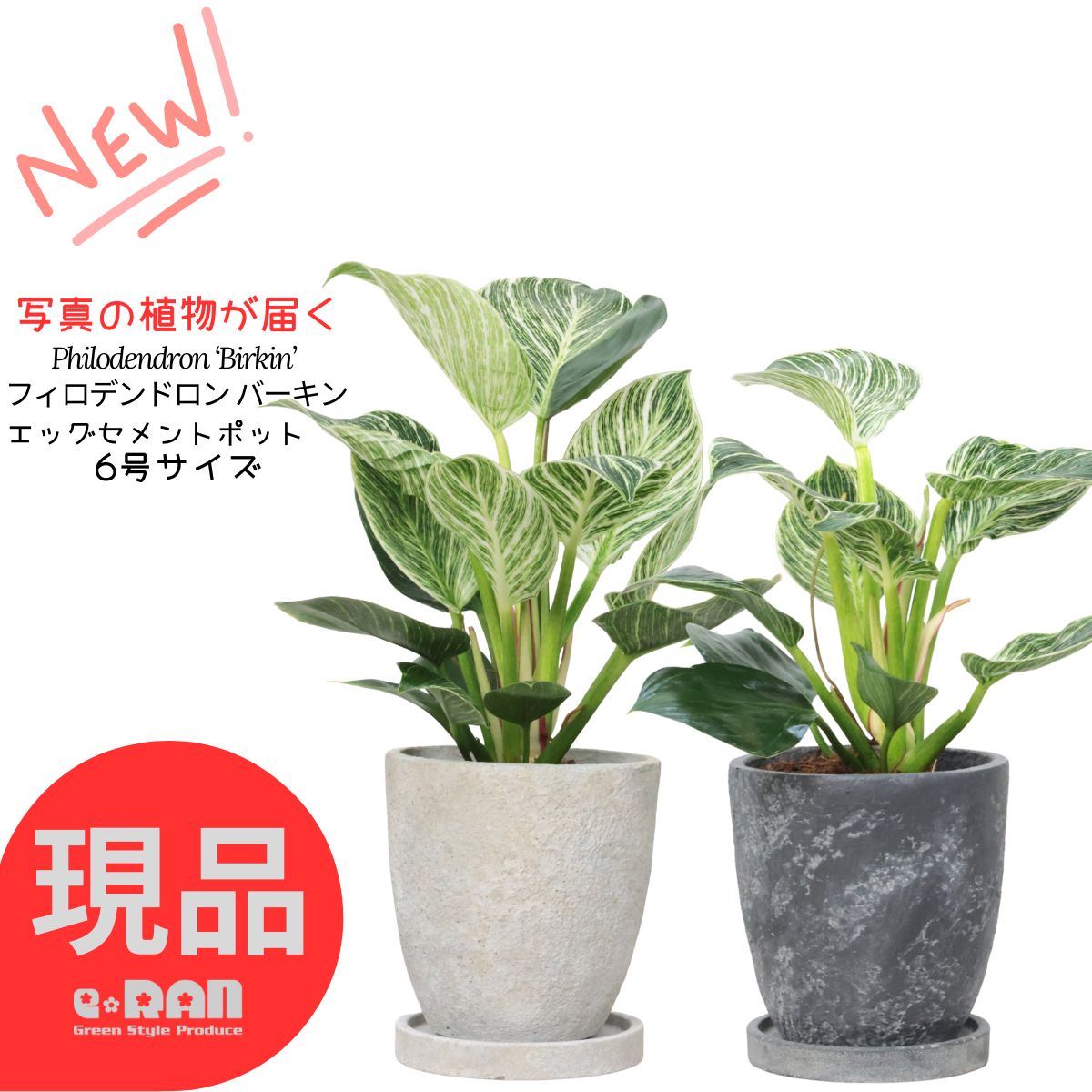 楽天市場】観葉植物 希少シダ ピロシア ロンギフォリア 4号吊り