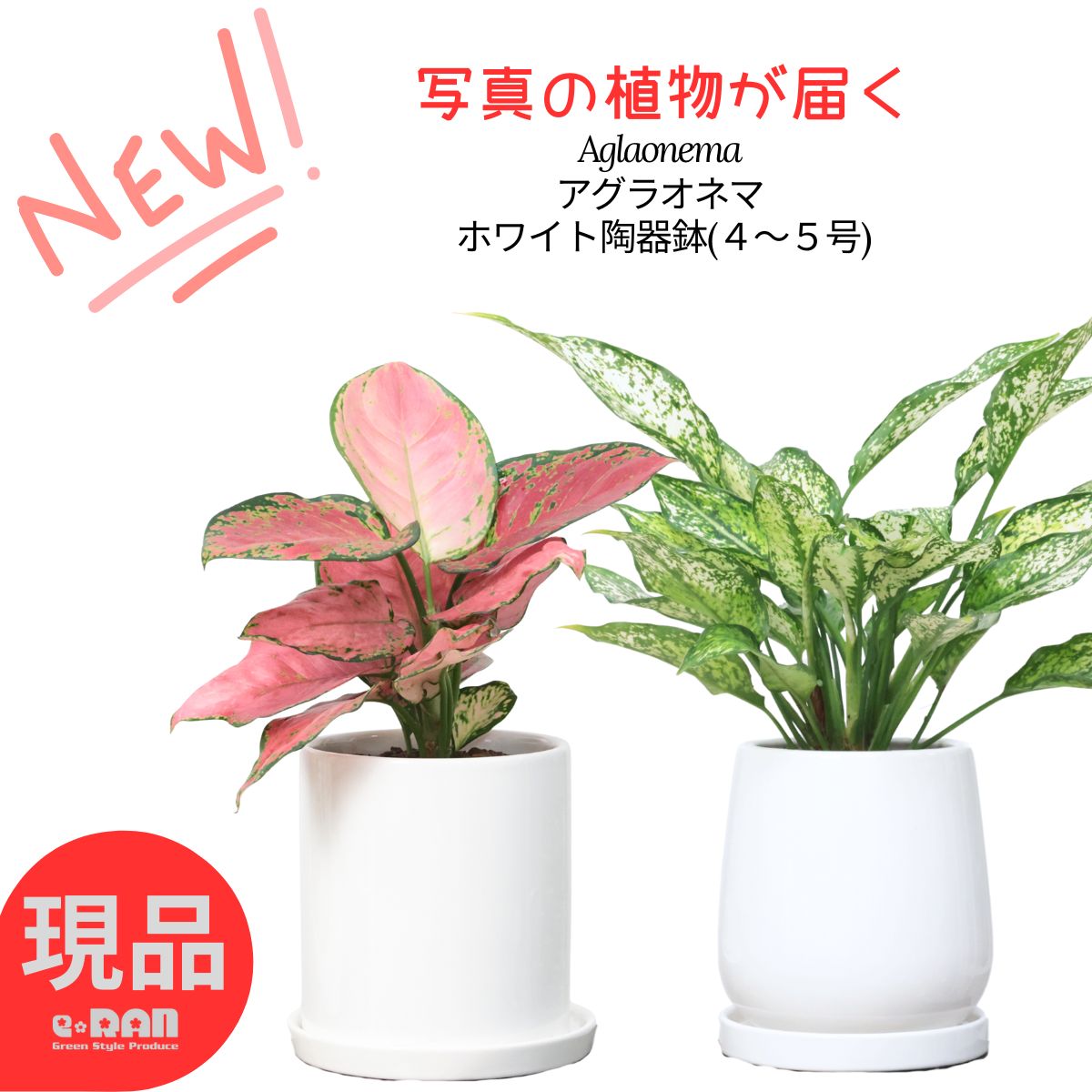 アグラオネマ専用観葉植物 楽天市場】PLANCHU 観葉植物 アグラオネマ サファイア 4号鉢