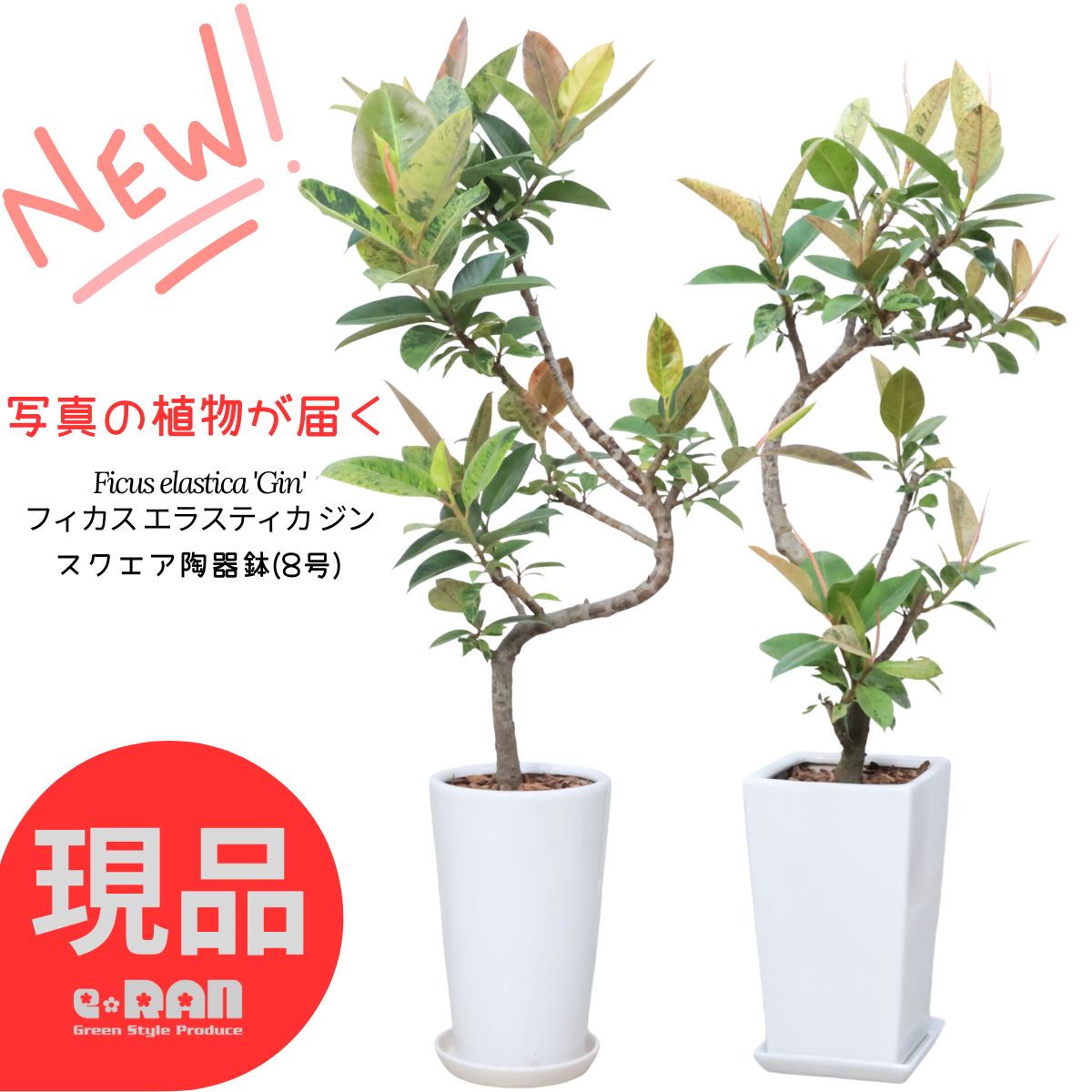 楽天市場】観葉植物 斑入りフィカス ジン ゴムの木 7.5cmポット 観葉
