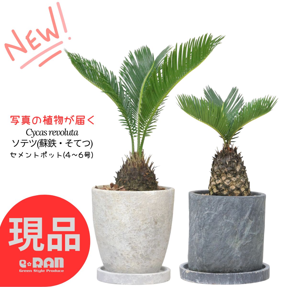 ソテツ大株 緑色 羽状葉 白色鉢 ソテツ 蘇鉄 6号鉢 庭木 記念樹 シンボルツリー 観葉植物 風水