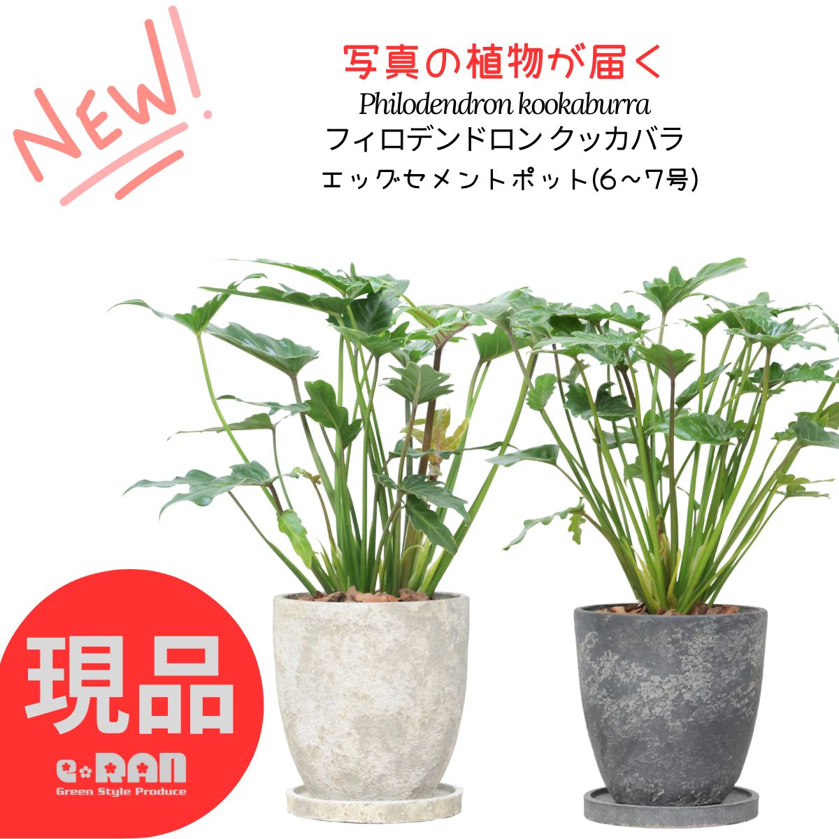 大株 フィロデンドロン ジャイアントザナドゥ クッカバラ 幹上がり 幹立ち 大株 フィロデンドロン ジャイアントザナドゥ クッカバラ 幹上がり 幹