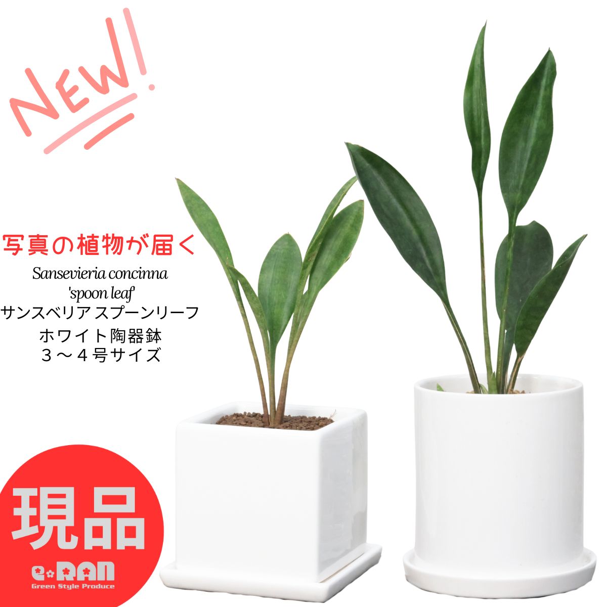 楽天市場】大株 アグラオネマ デーンサイアム 高さ約39cm エッグ