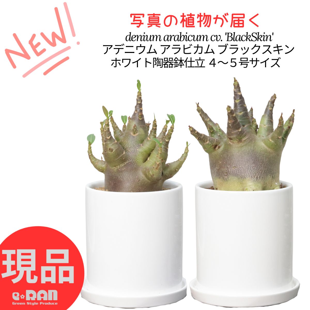 a99 アデニウム タコ足 鉢サイズアップ a99 アデニウム タコ足 鉢サイズアップ - メルカリ