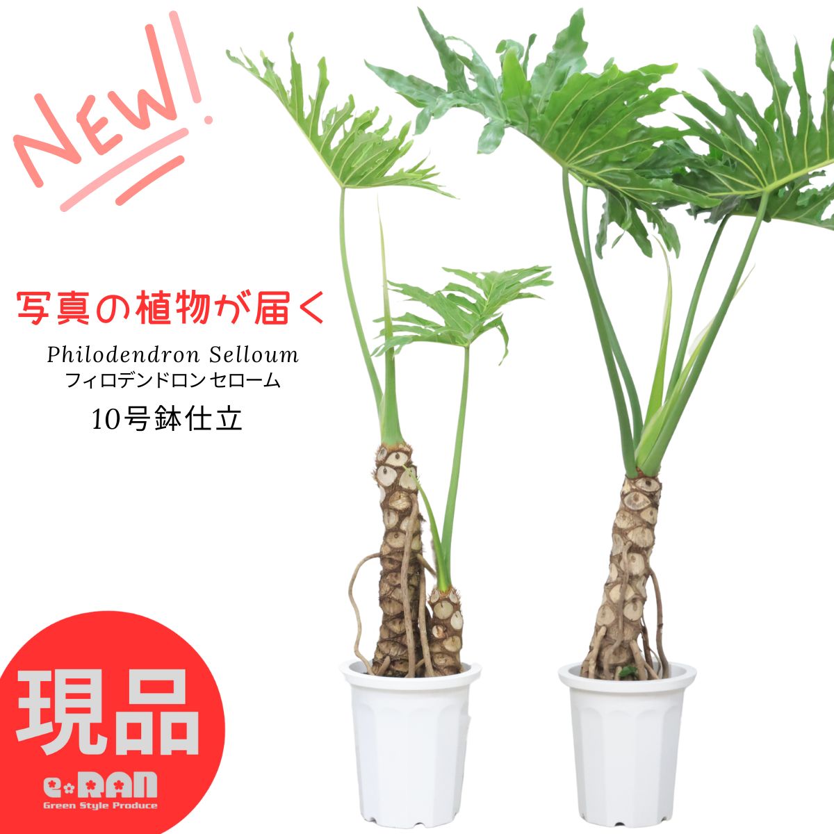 楽天市場】【選べる現品発送】 入手困難な幹上がり クッカバラ