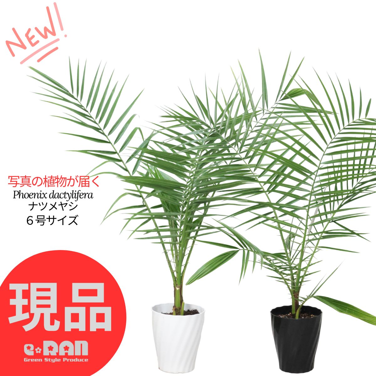 楽天市場】＼ポイント5倍／超希少種 ソテツ サイカス パンジファ