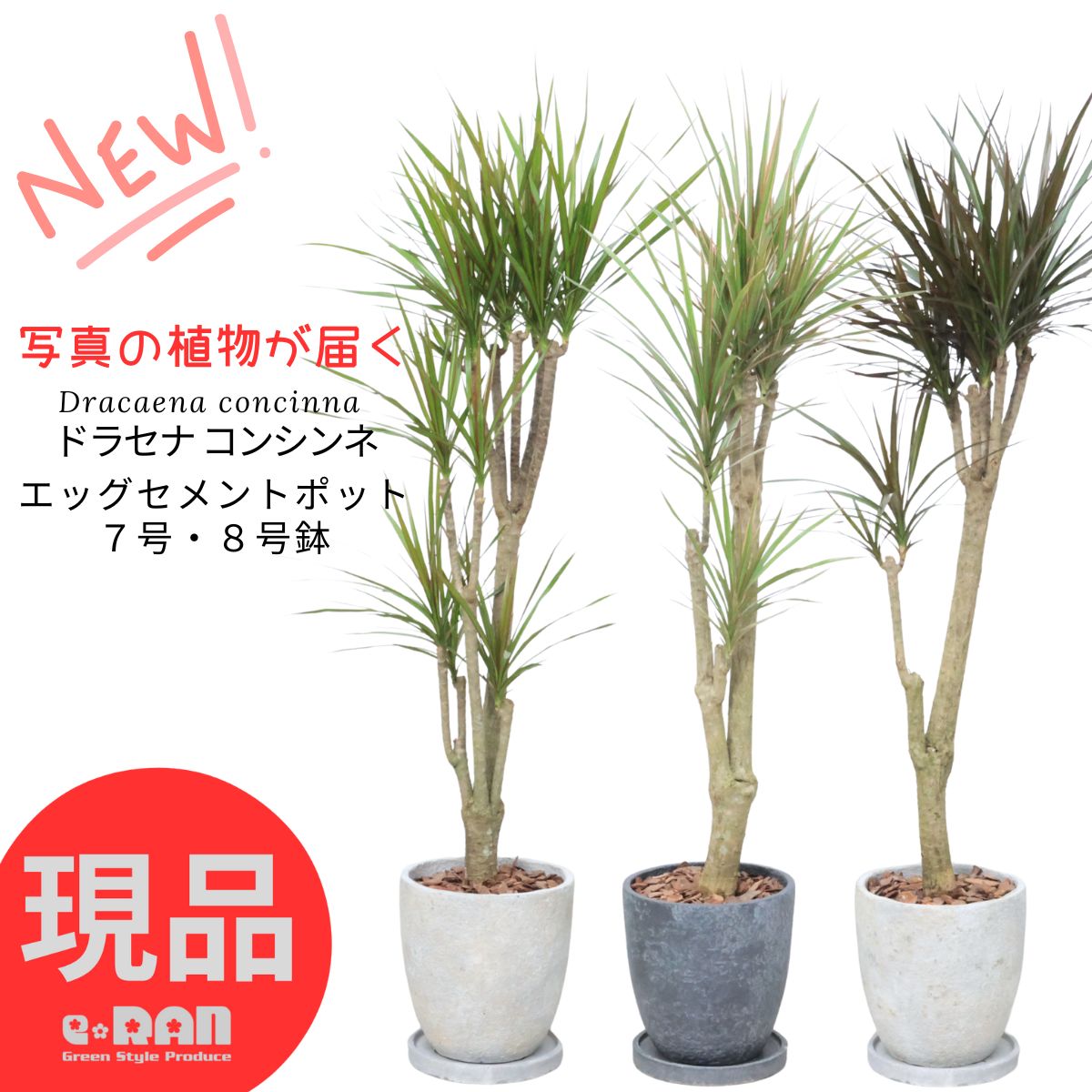 楽天市場】観葉植物 ドラセナ・リフレクサ（レフレクサ