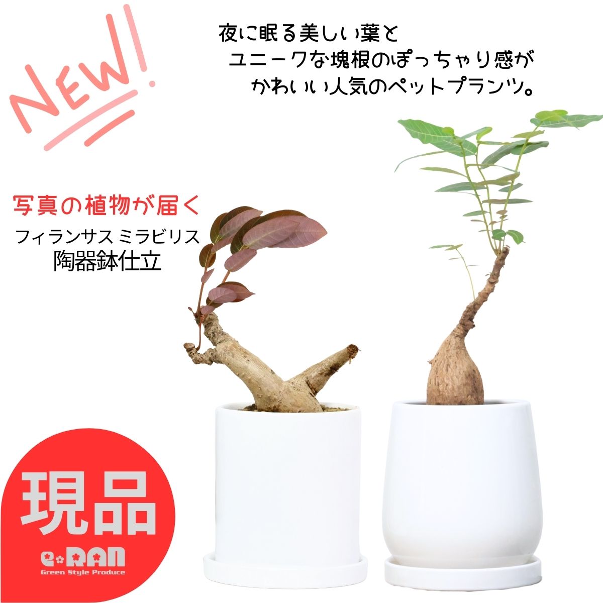 観葉草木の虫打つ手
