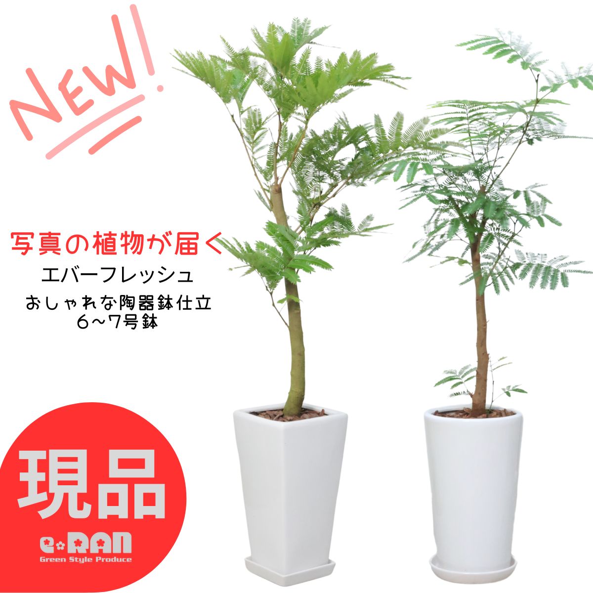 楽天市場】☆希少☆【エバーフレッシュS字カーブ 8号鉢（鉢底