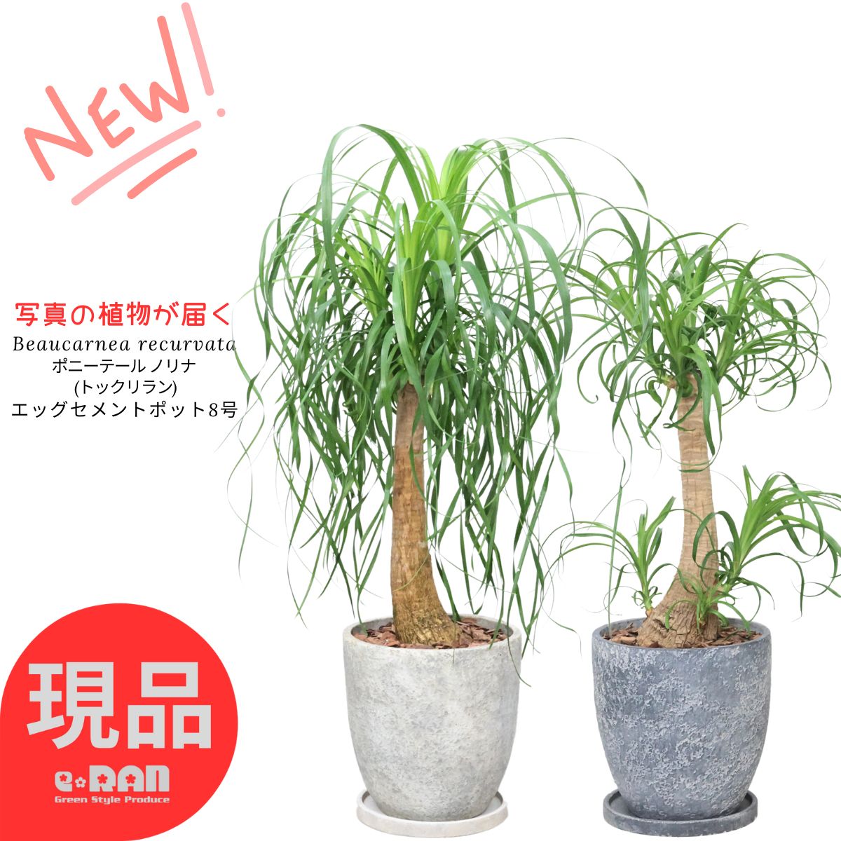 楽天市場】観葉植物 大型 プレゼントトックリラン ポニーテール
