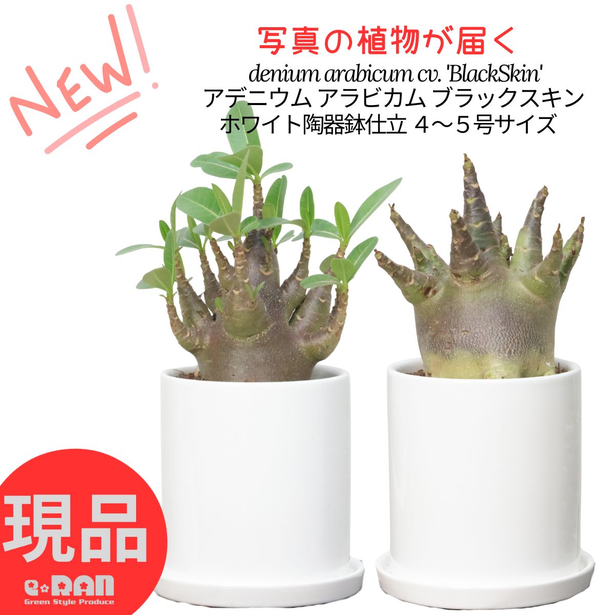 a99 アデニウム タコ足 鉢サイズアップ a99 アデニウム タコ足 鉢サイズアップ - メルカリ
