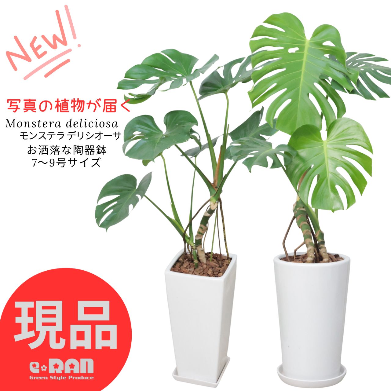 楽天市場】観葉植物 大型 モンステラ・デリシオーサ（根上がり