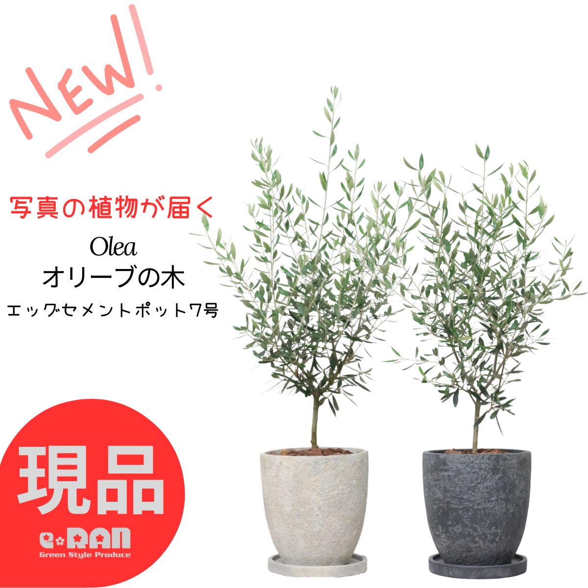 オリーブの木 10号 白色鉢植え エルグレコ H140 オリーブの木