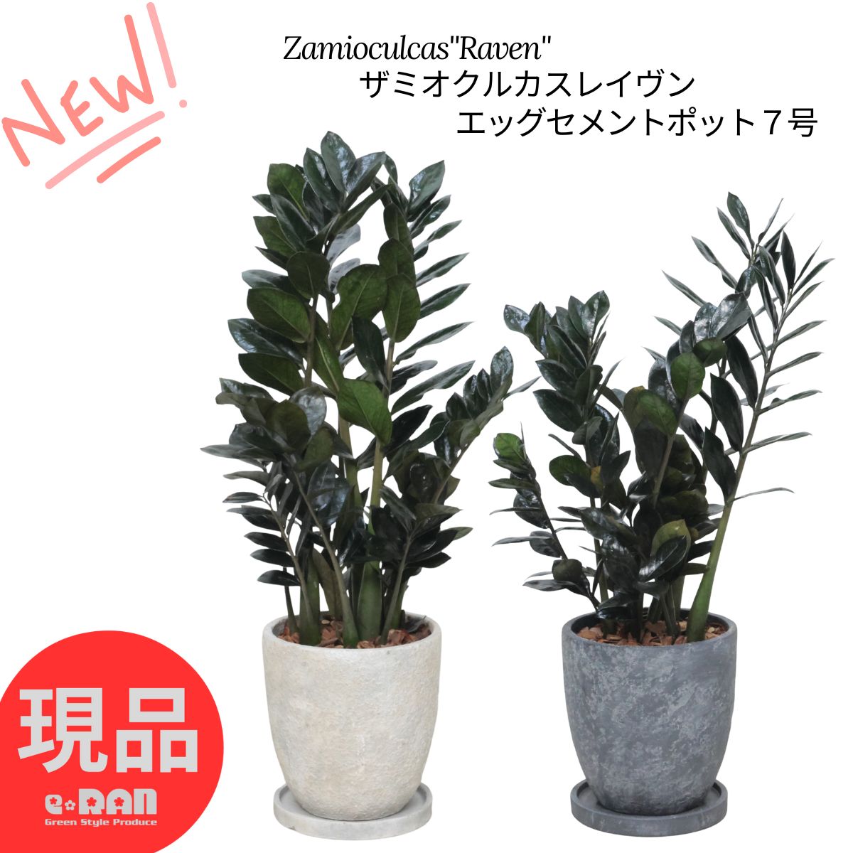 【選べる現品発送】観葉植物 ザミオクルカス レイヴン 高さ65～80cm 7号サイズ エッグセメントポット 専用受皿付 管理説明書付き 肥料小袋プレゼント 金銭樹 Zamioculcas 肉厚な葉 ザミア 耐陰性 サトイモ科 半日蔭 多肉植物 金運アップ 育てやすい植物 厳選 9,216円