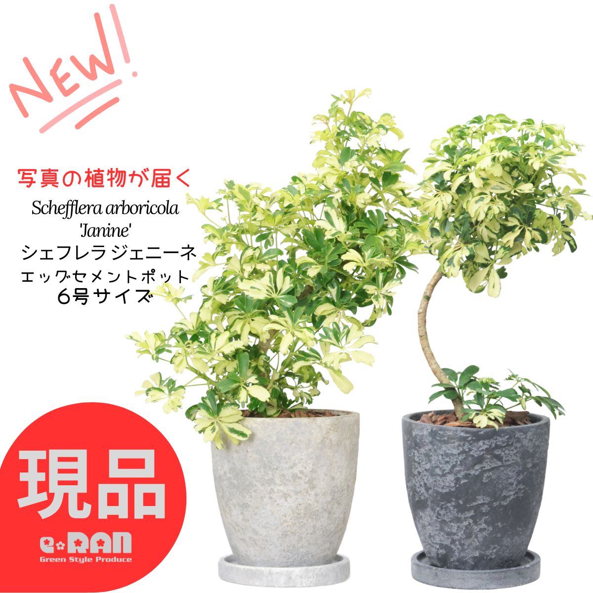 観葉植物キングパーム高さ約200cm 緑色 観葉植物キングパーム高さ約200cm 緑色 観葉植物 約1.7メートル 緑の