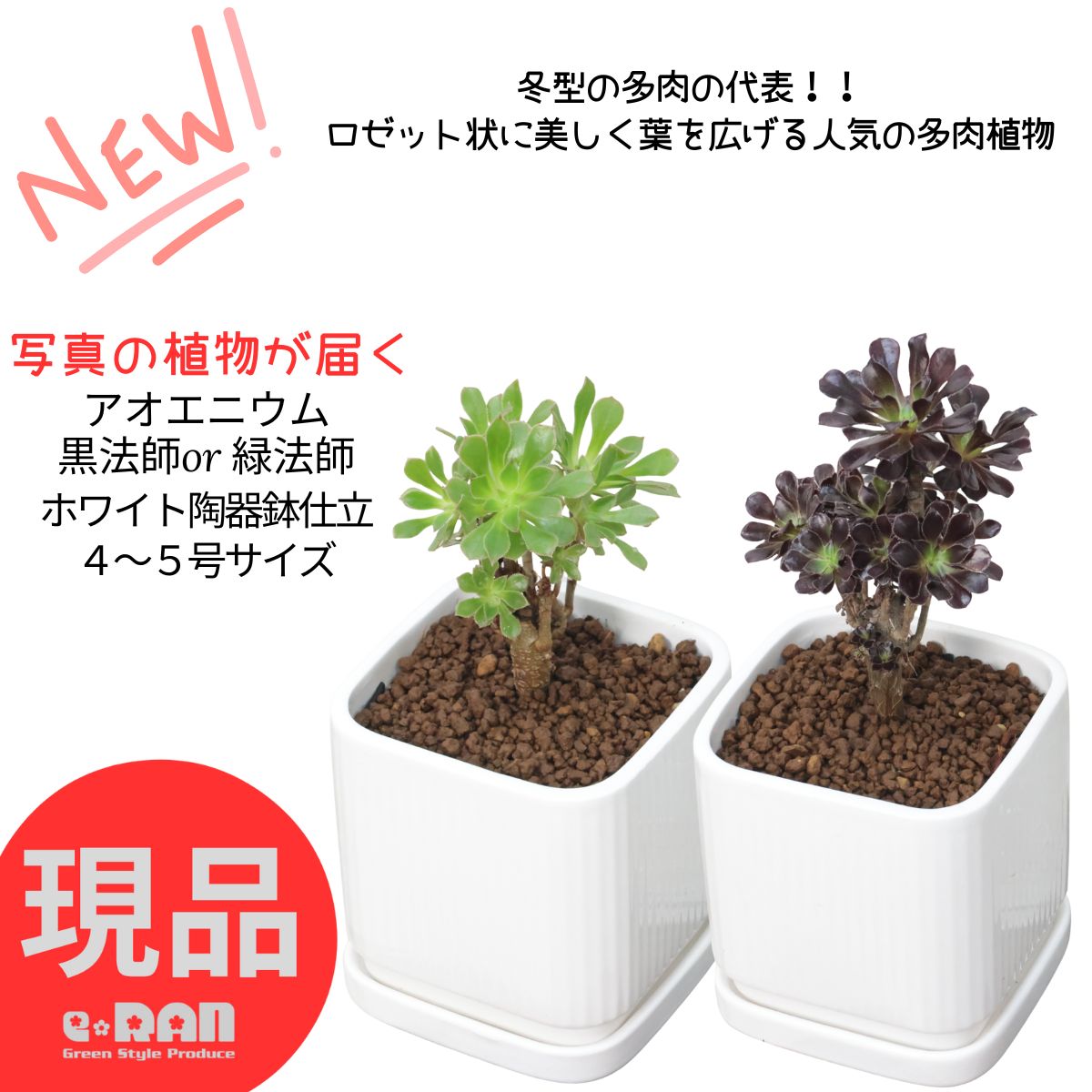 楽天市場】レア品種 アエオニウム 白鳳錦 ハクホウニシキ 3号サイズ