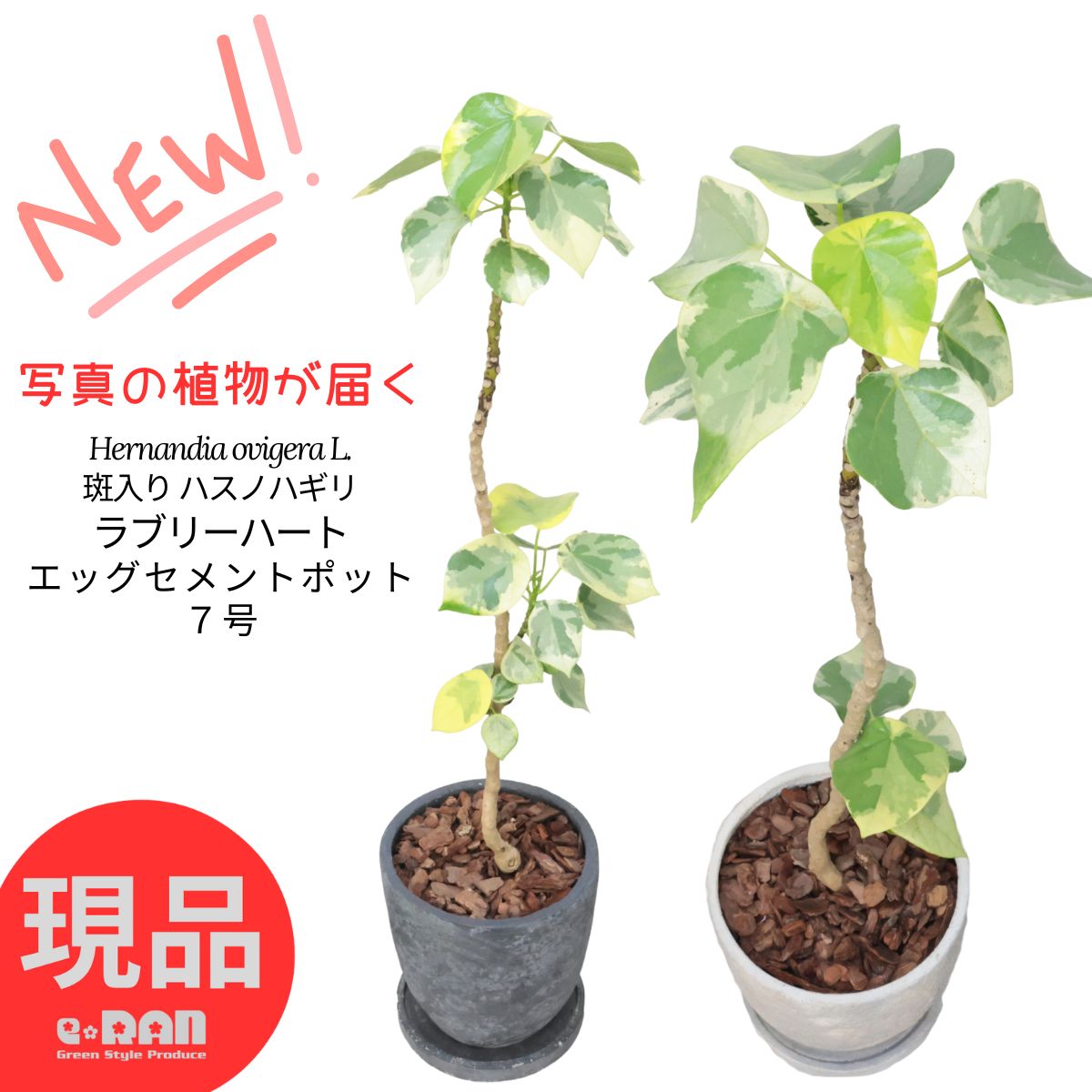 楽天市場】おしゃれ 観葉植物：斑入り ハスノハギリ ラブリー
