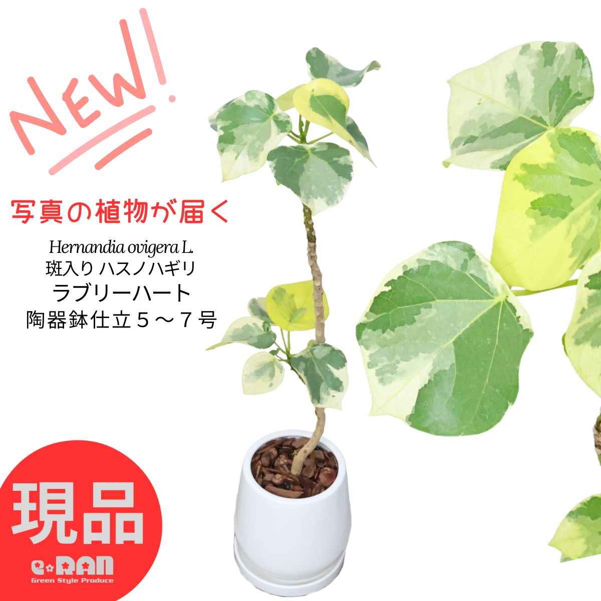 希少 斑入り ラブリーハート ハスノハギリ 6号 希少 斑入り ラブリーハート ハスノハギリ 6号 - メルカリ