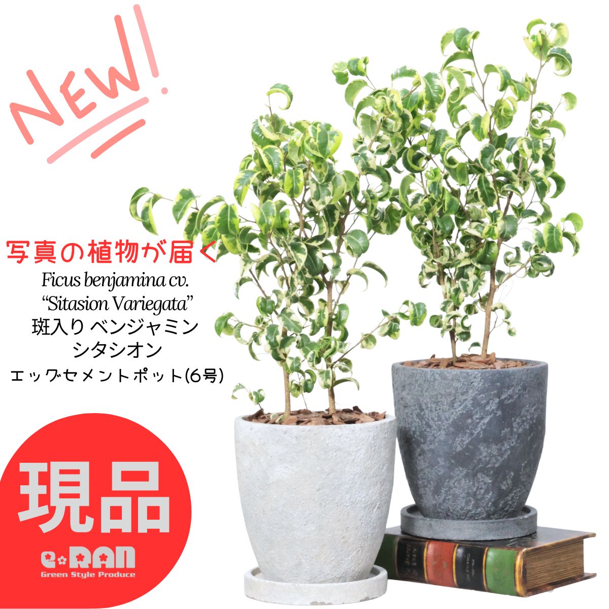観葉草木の虫打つ手