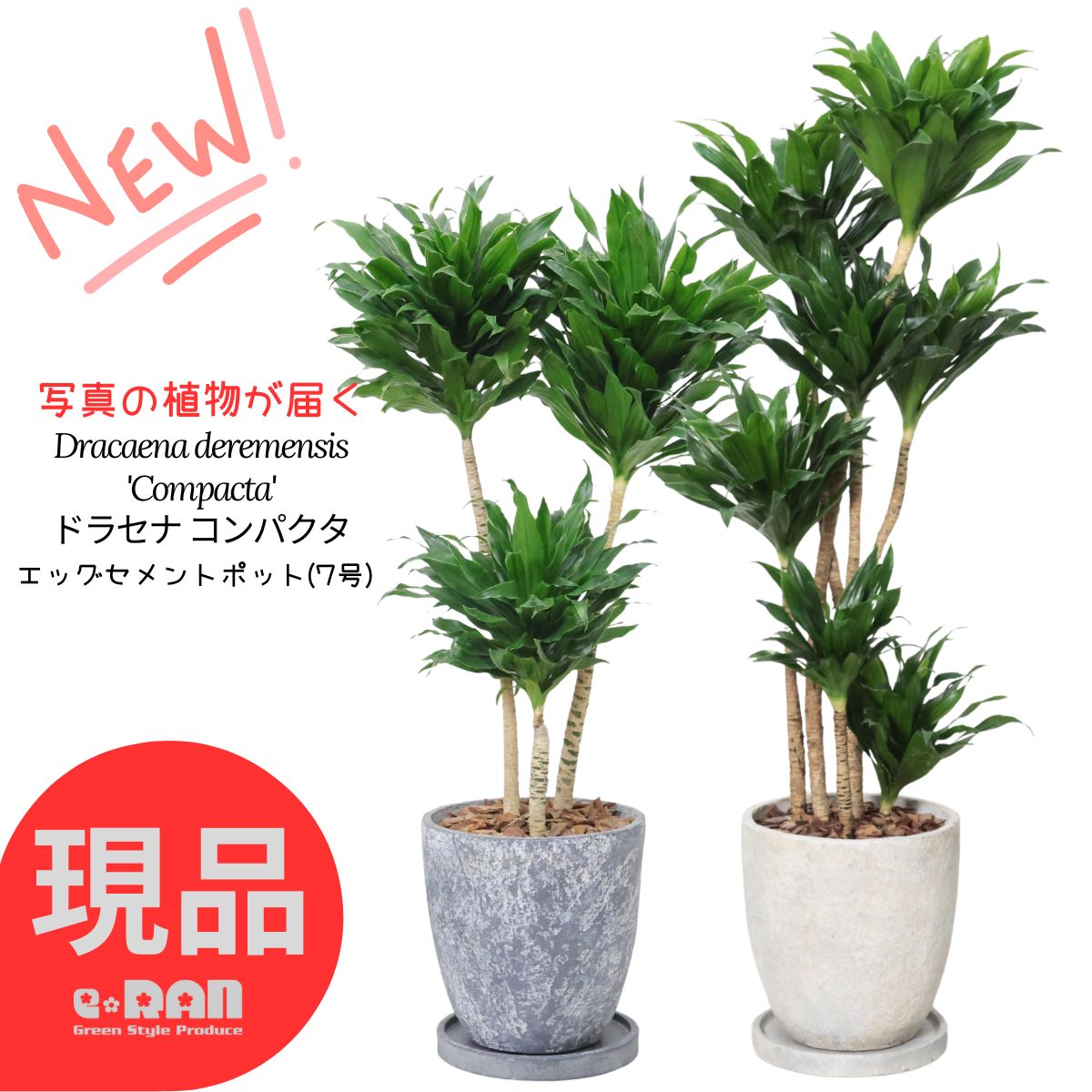 【選べる現品発送】ドラセナ コンパクタ 7号サイズ エッグセメントポット 高さ約50～110cm 育てやすい観葉植物 ドラセナ ワーネッキー 矮性（ドラセナ デレメンシス）成長 遅い 植物 花言葉 幸福 永遠の愛 新築祝い 厳選
