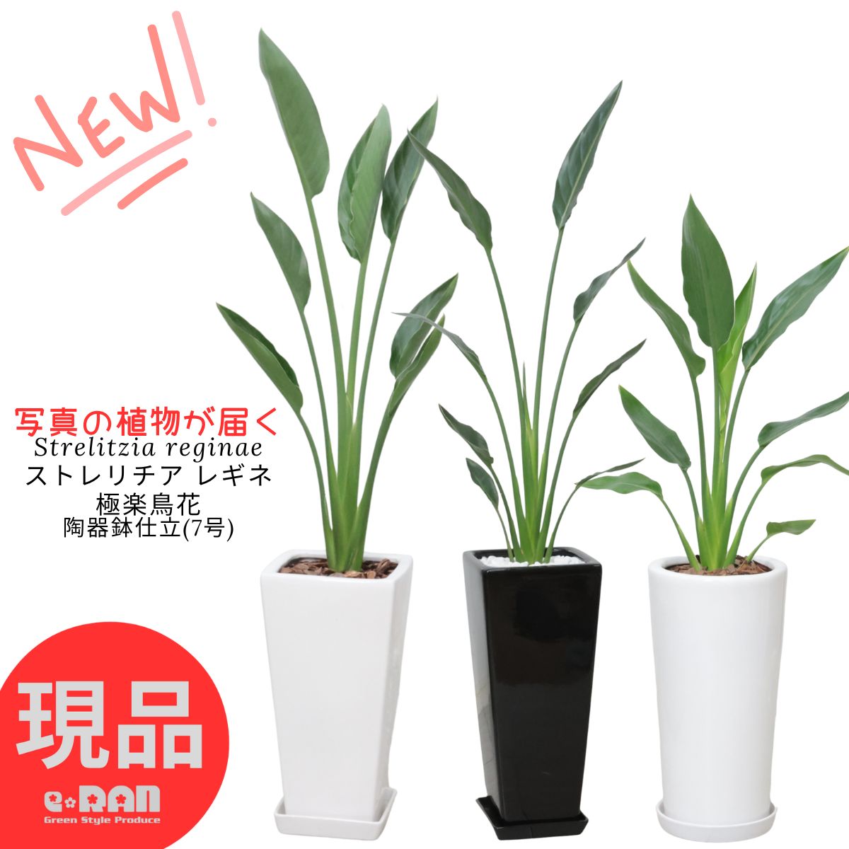 楽天市場】ストレリチア ユンケア ノンリーフ 10号 観葉植物 鉢植え
