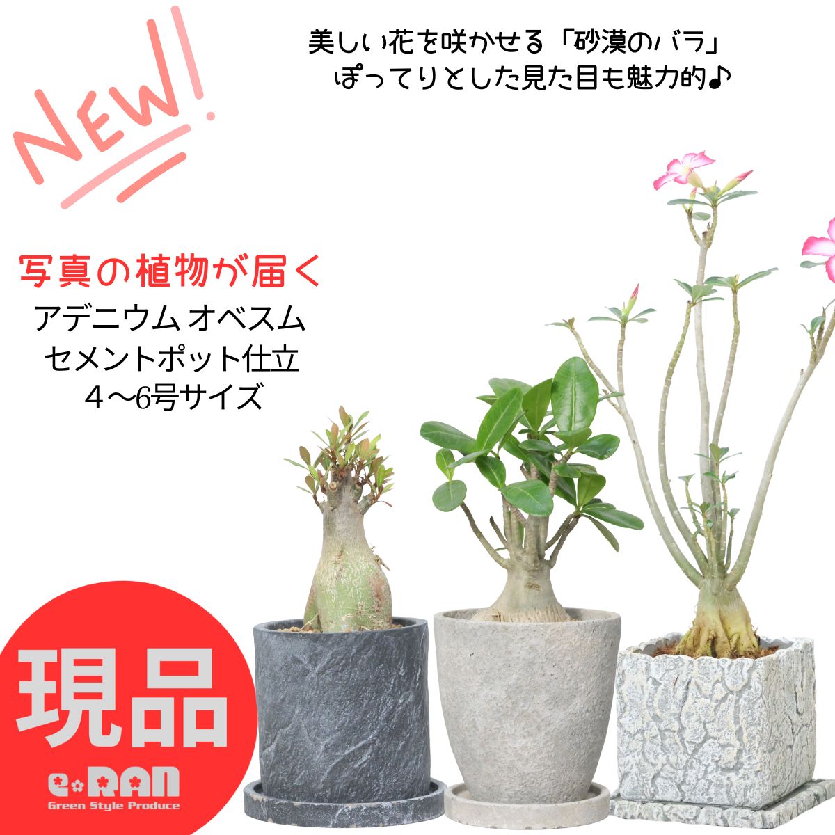 観葉草木の虫打つ手