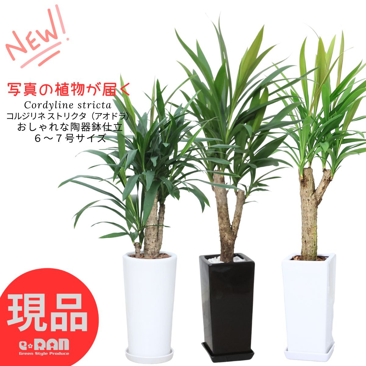 楽天市場】観葉植物 ドラセナ 苗 【赤ドラセナ レッドスター】 ポット