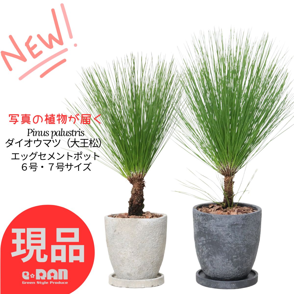 楽天市場】チリマツ（モンキーパズルツリー）希少 特大株 9号鉢植え