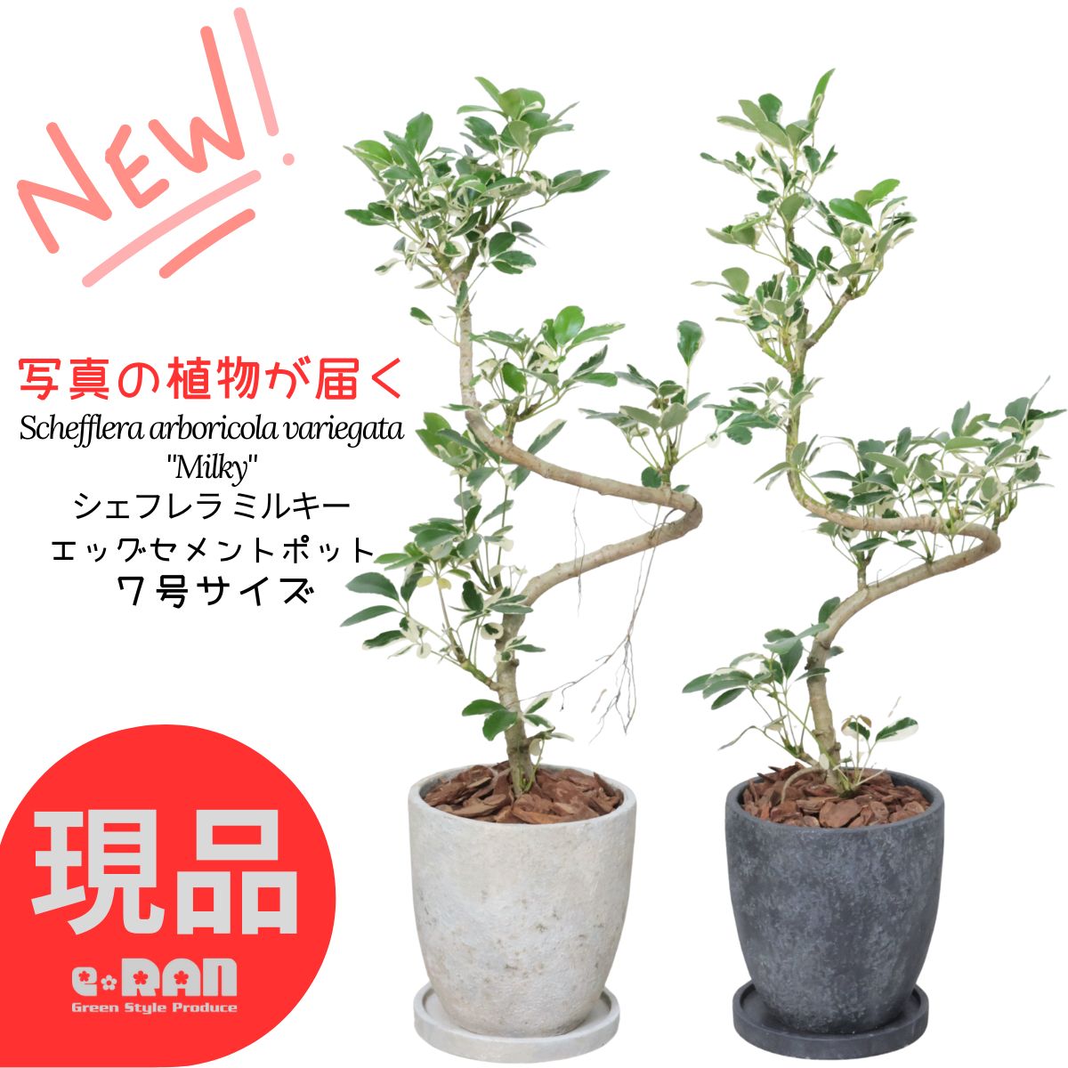 楽天市場】＼ポイント5倍／観葉植物 希少種 斑入り 大株 ドラセナ JT