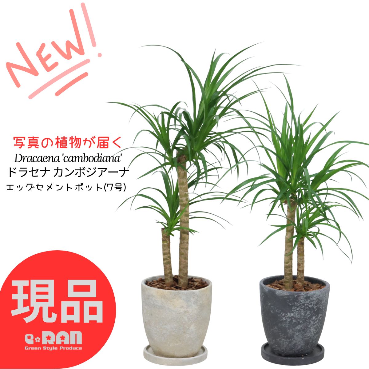 観葉草木の夏準備することと甲斐甲斐しいな育て方 花・ガーデン・DIY-花・観葉植物-観葉植物