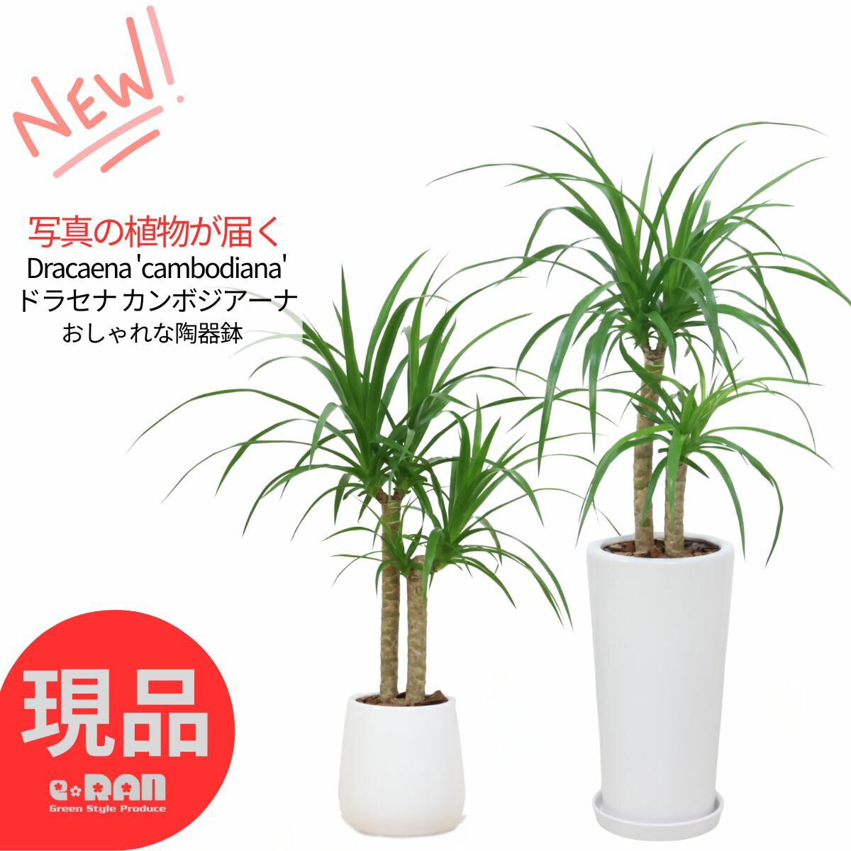 観葉草木の夏準備することと甲斐甲斐しいな育て方 花・観葉植物-花・ガーデン・DIY