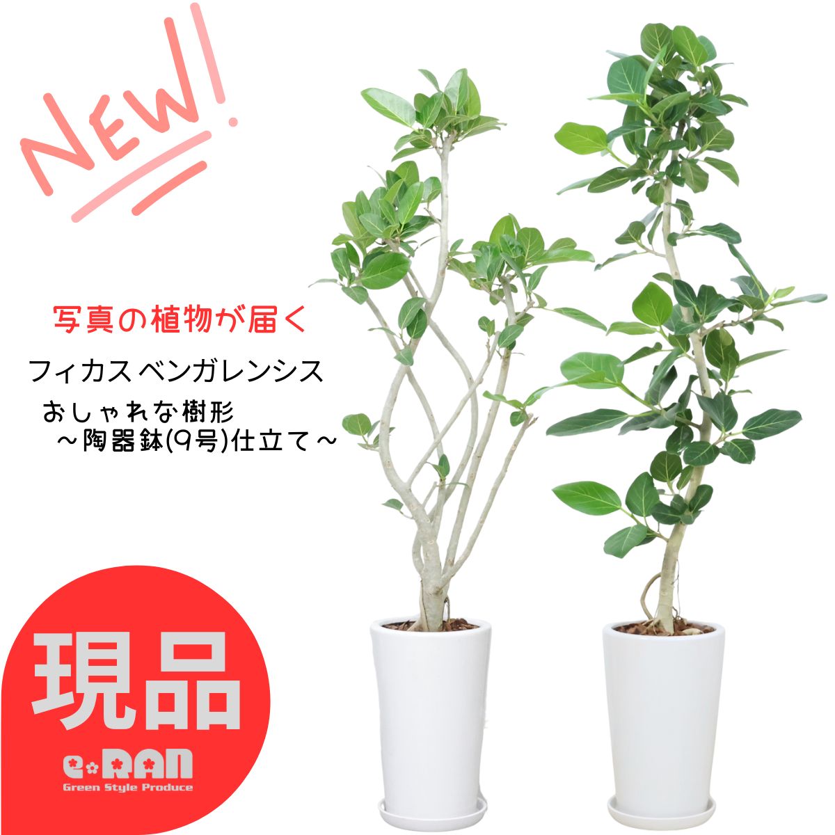 観葉草木の虫打つ手