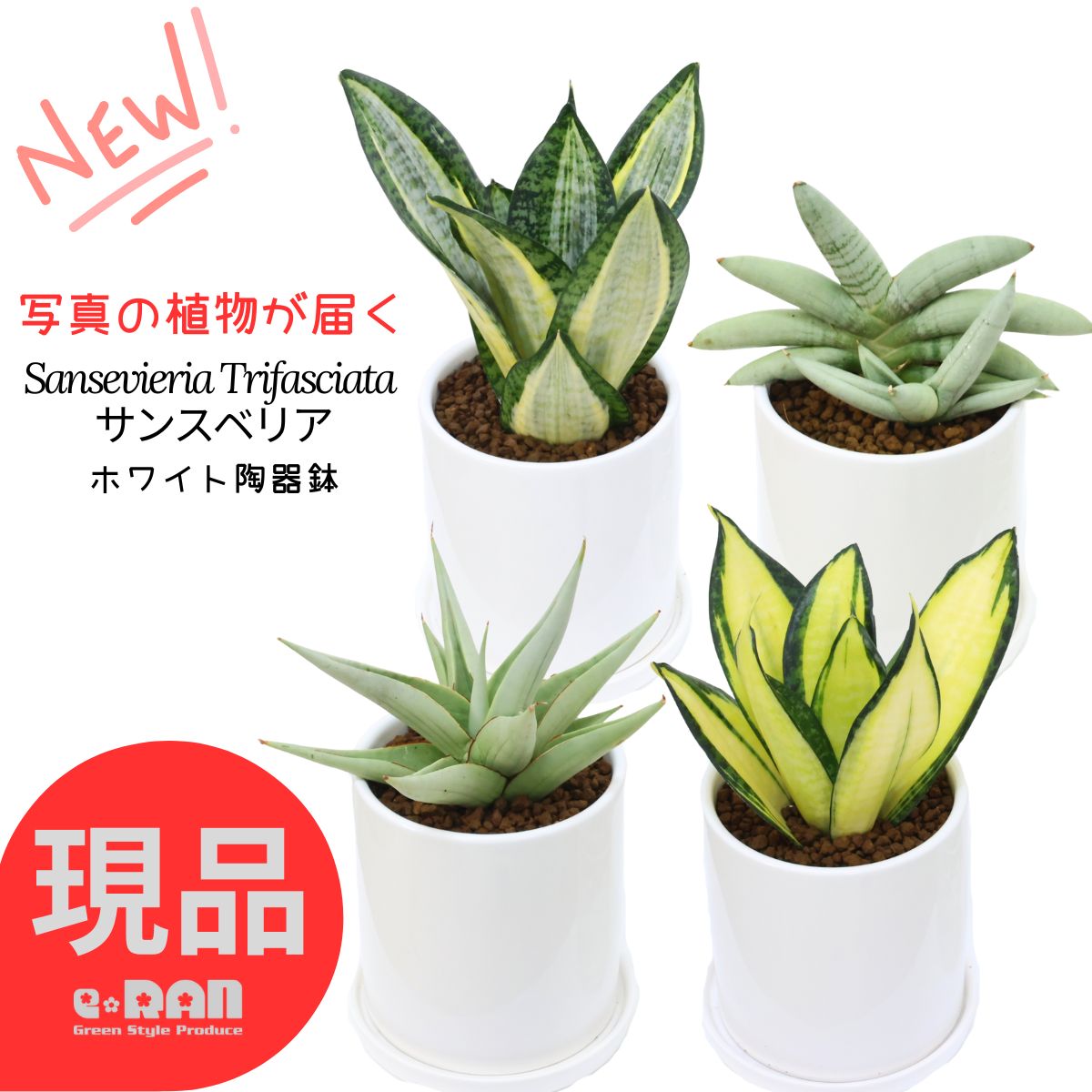 観葉草木の夏準備することと甲斐甲斐しいな育て方 観葉植物-花・観葉植物-花・ガーデン・DIY
