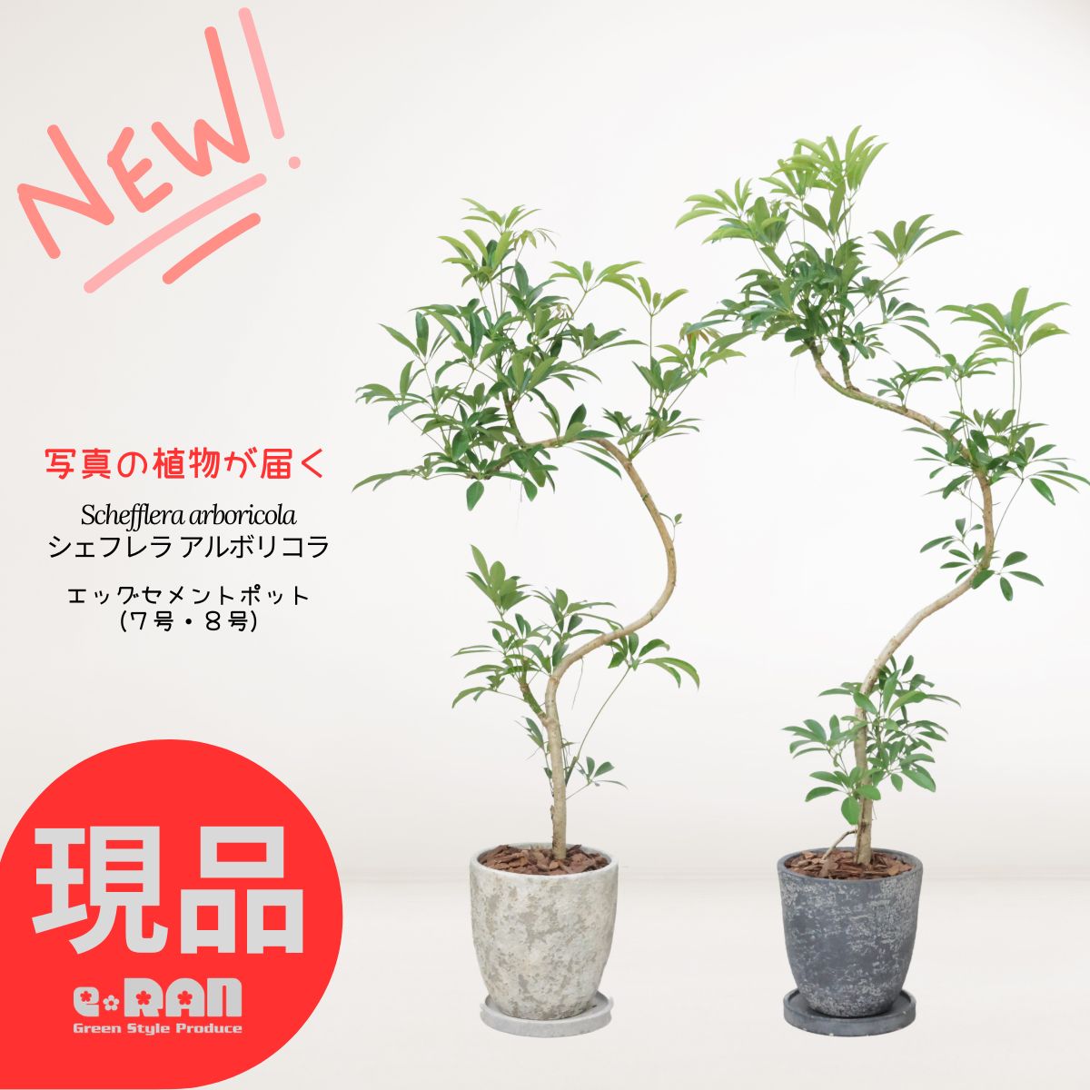 観葉草木の虫打つ手