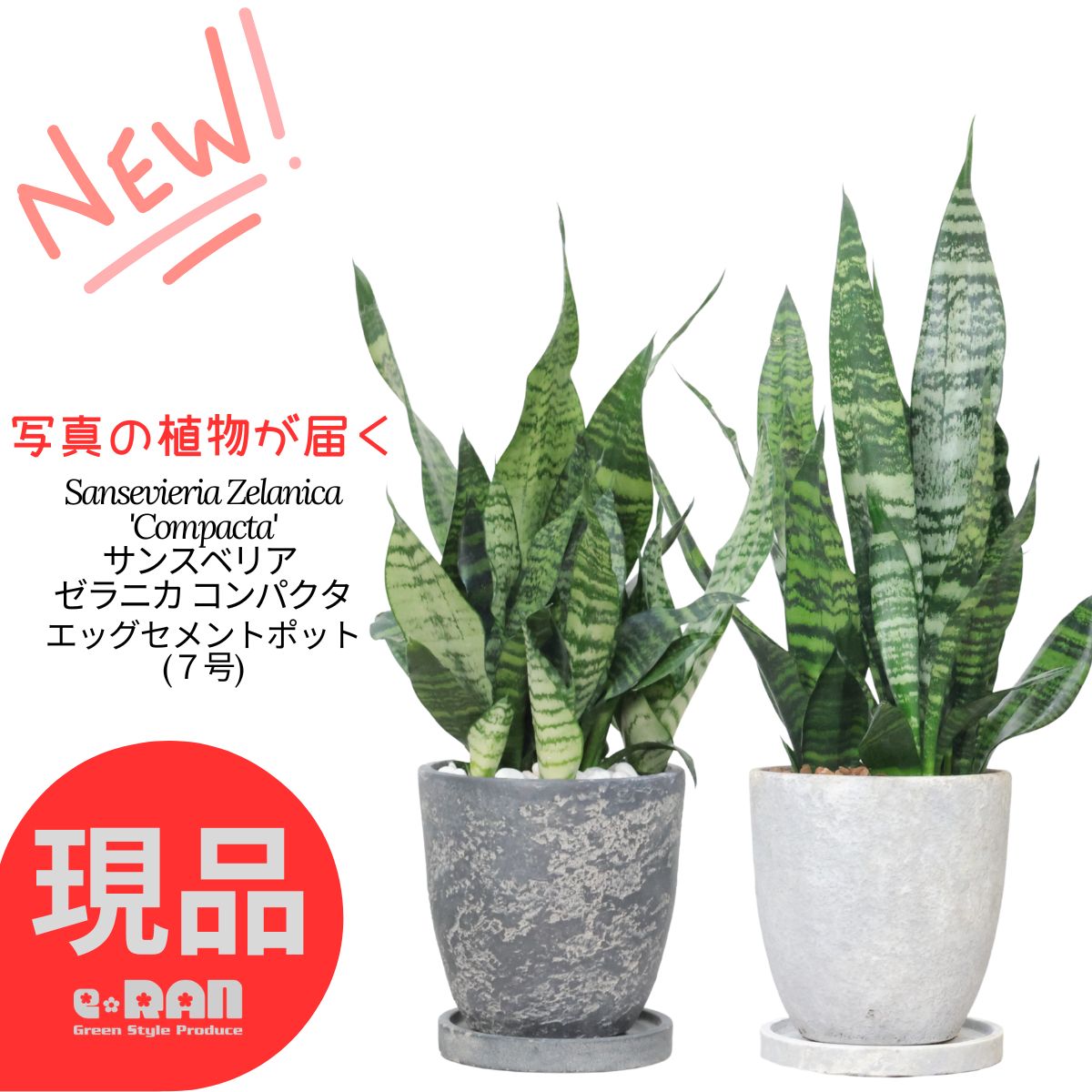 楽天市場】【選べる現品発送】 観葉植物 サンスベリア ゼラニカ 高さ80