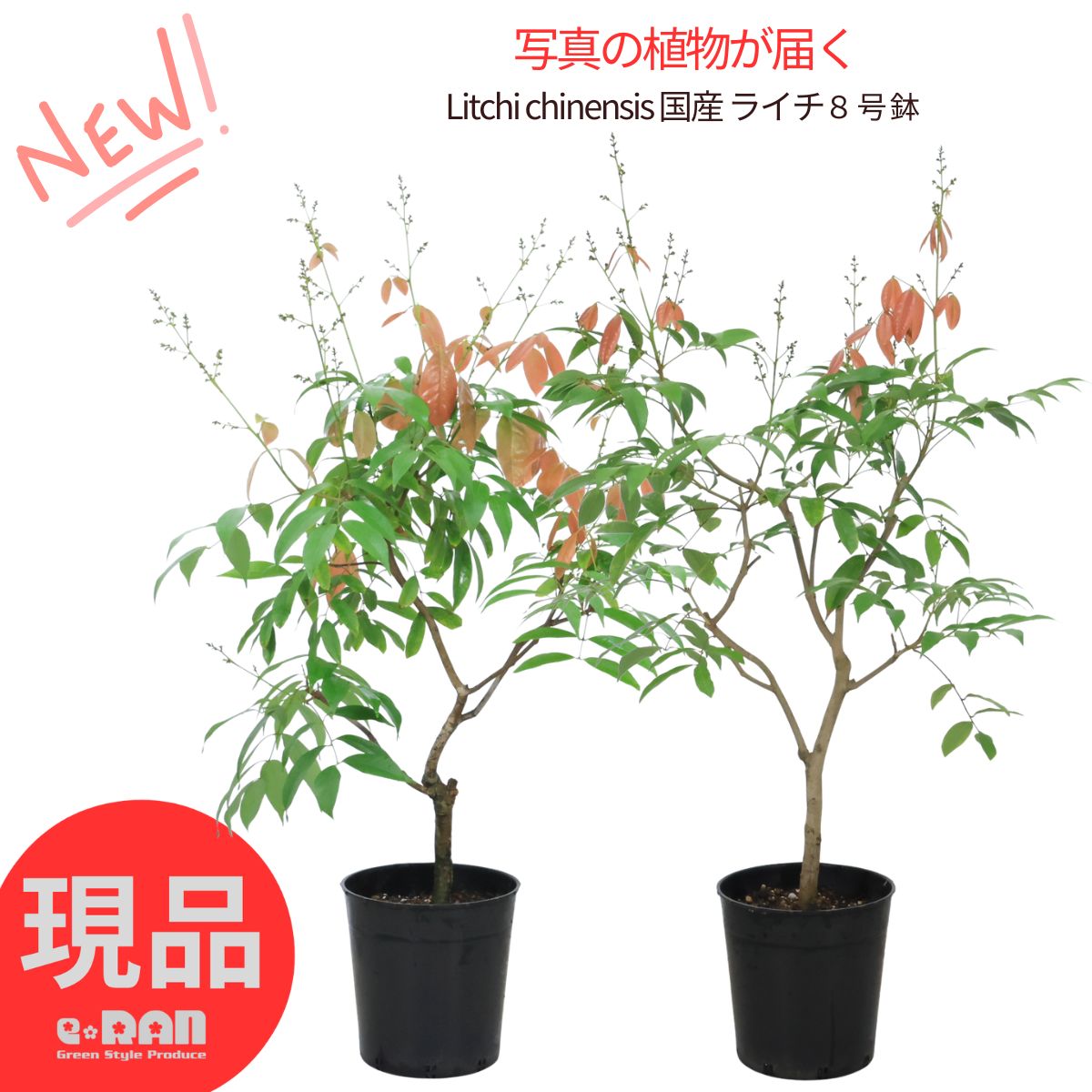 楽天市場】ライチ 苗 【篤姫 （あつひめ）】取り木 大苗 レイシ