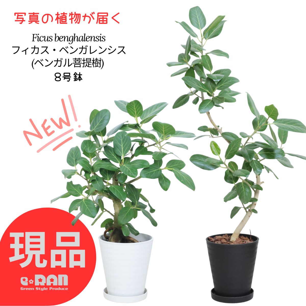 【選べる現品発送】フィカス ベンガレンシス ゴムの木 8号鉢 観葉植物 大型 80～160cm 曲がり樹形 自然樹形 ベンガル 菩提樹 おしゃれ シンボルツリー 室内 インテリアグリーン 白 黒 丸型 ラウンドポット ホワイト ブラック 開店祝い 新築祝い ゴム婚式